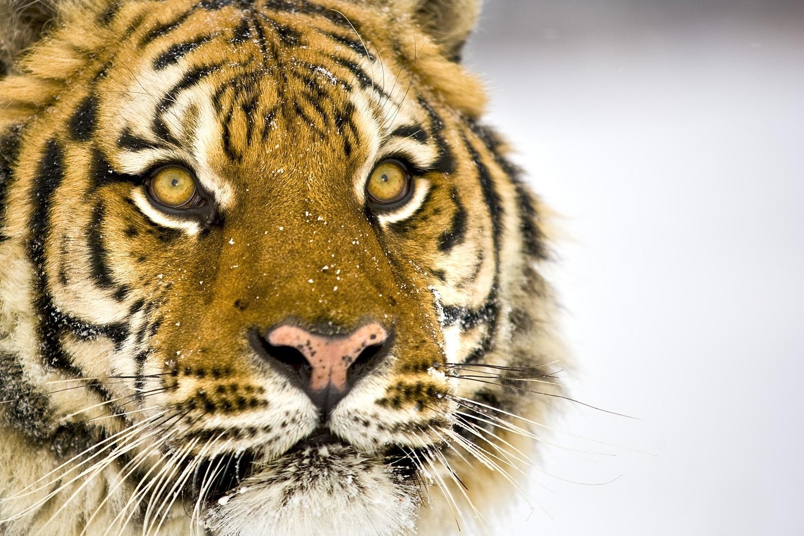 animals, muzzle, striped, predator, big cat, tiger
