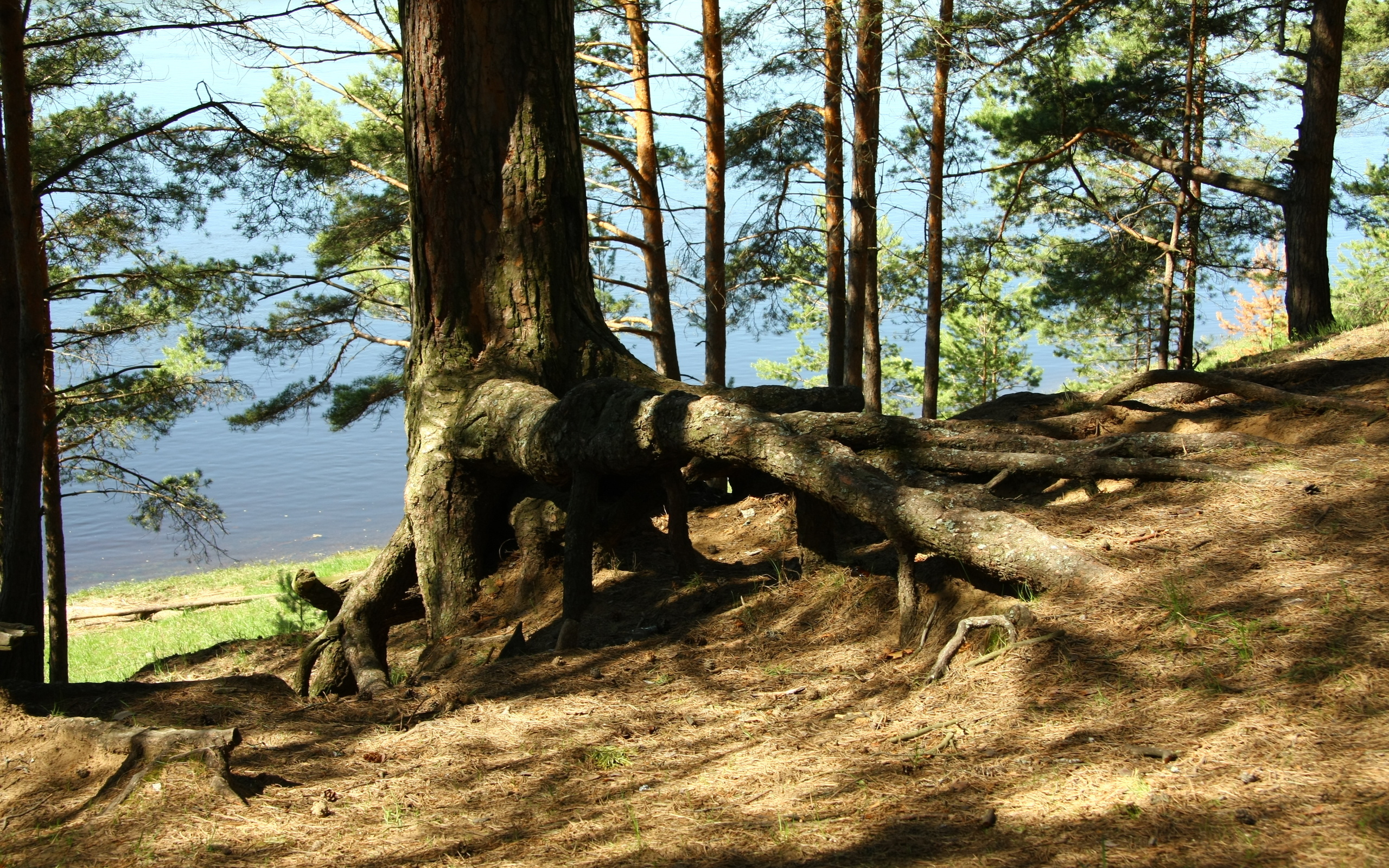 Laden Sie das Nahansicht, Erde/natur-Bild kostenlos auf Ihren PC-Desktop herunter