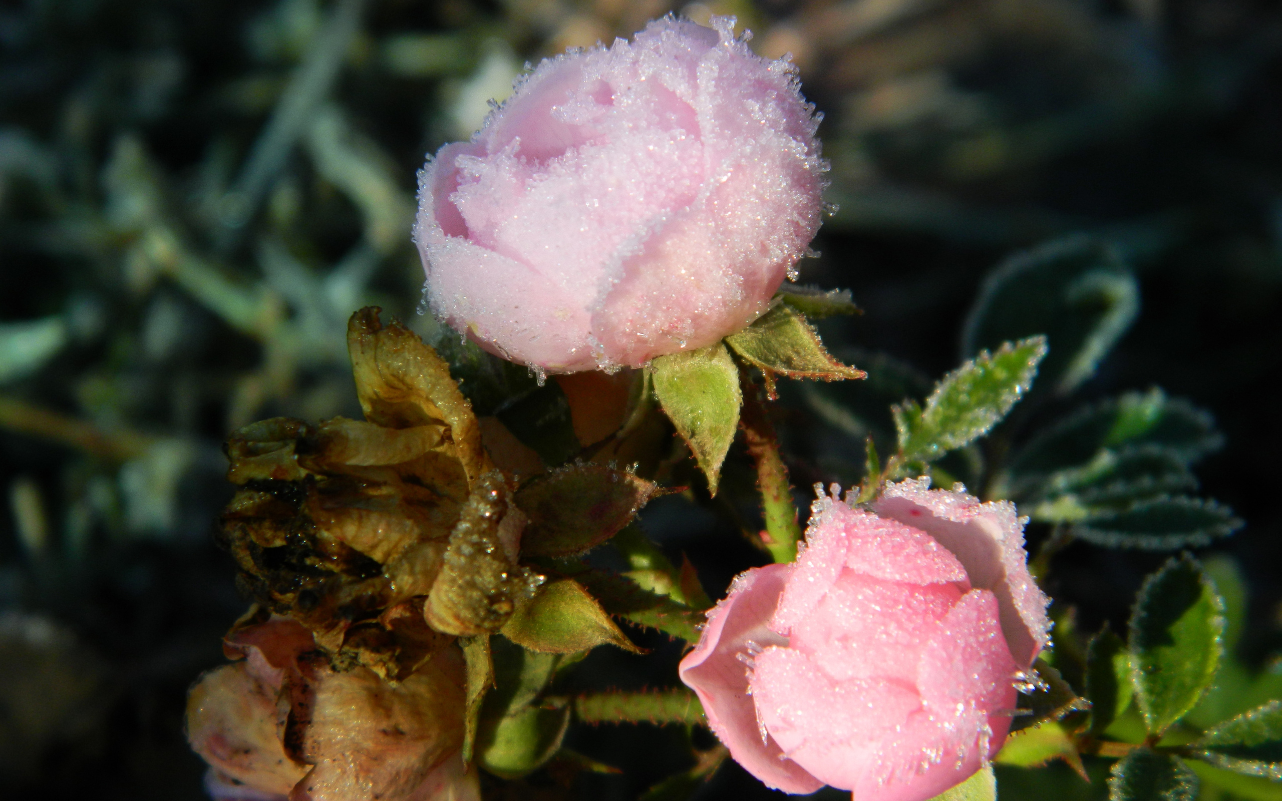 Descarga gratis la imagen Flores, Flor, Rosa, Tierra/naturaleza en el escritorio de tu PC