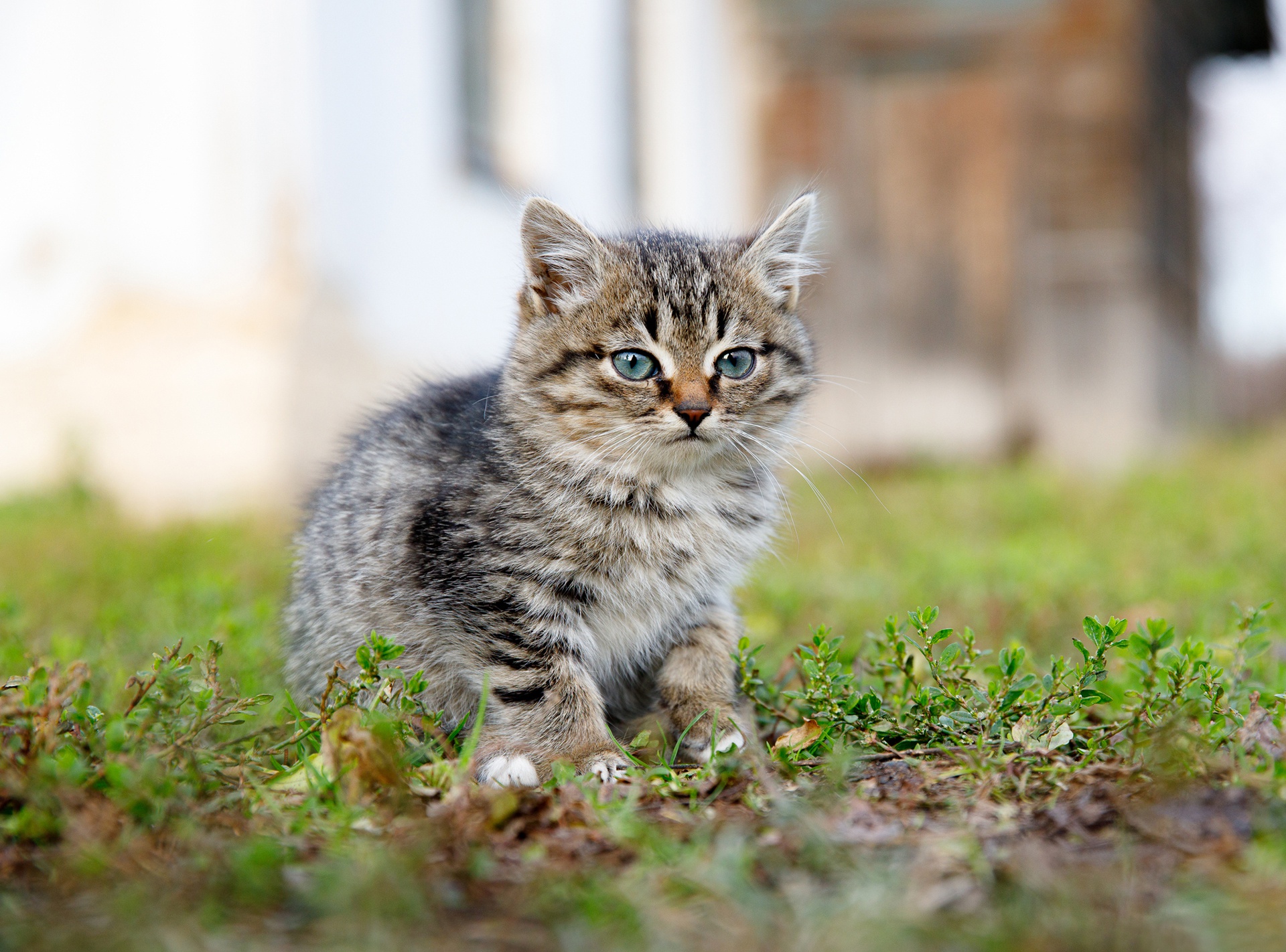 Laden Sie das Tiere, Katzen, Katze, Kätzchen, Tierbaby-Bild kostenlos auf Ihren PC-Desktop herunter