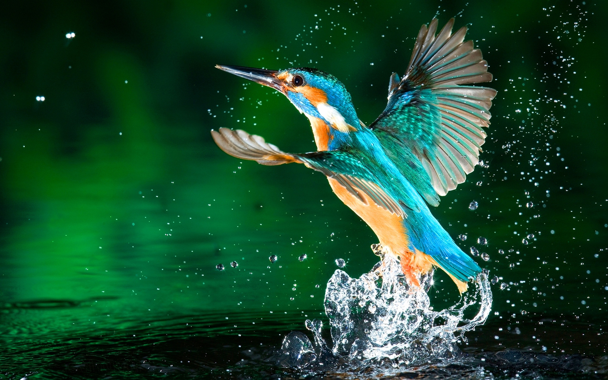 Descarga gratis la imagen Animales, Martín Pescador, Aves en el escritorio de tu PC