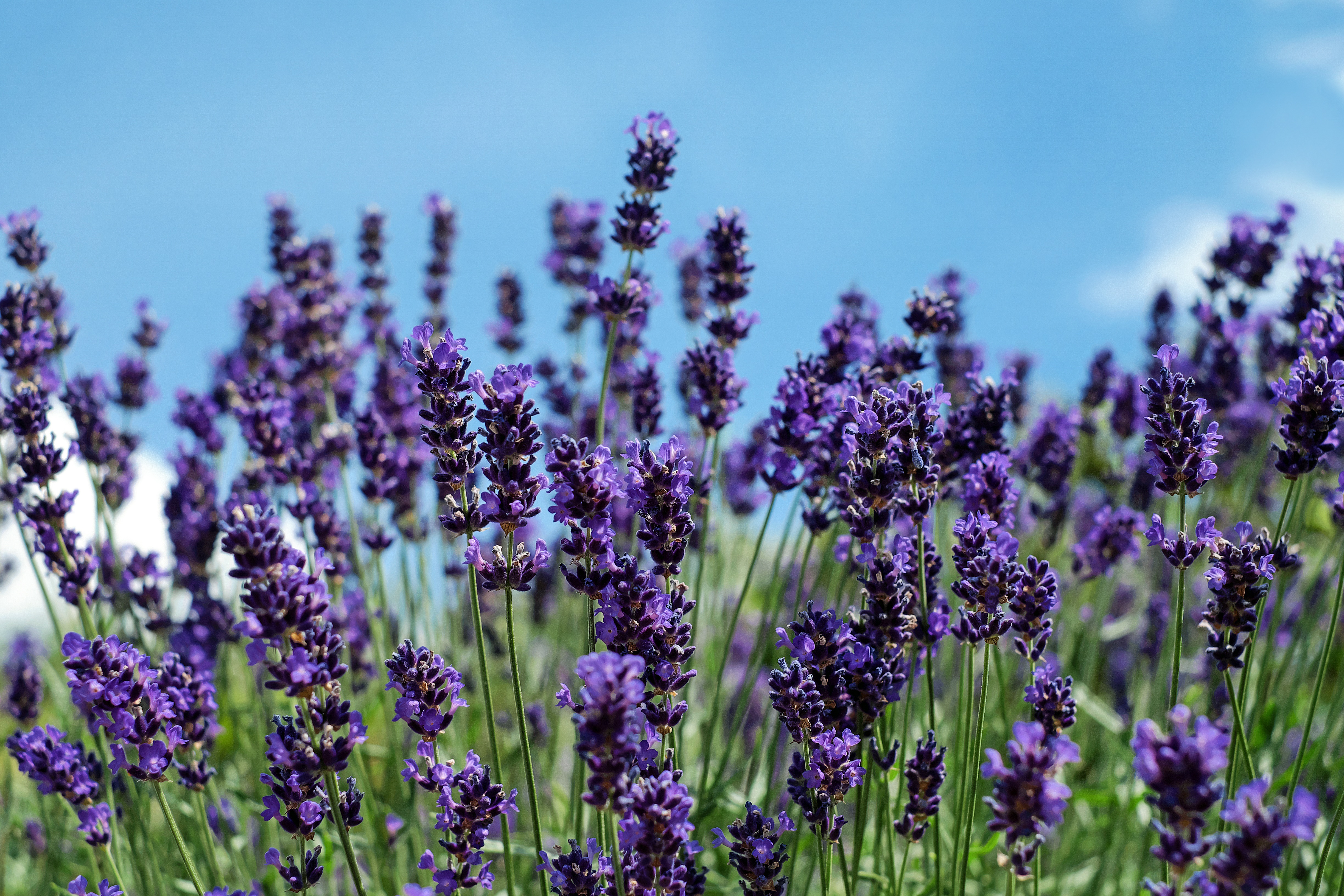 Free download wallpaper Nature, Flowers, Flower, Earth, Lavender, Purple Flower on your PC desktop