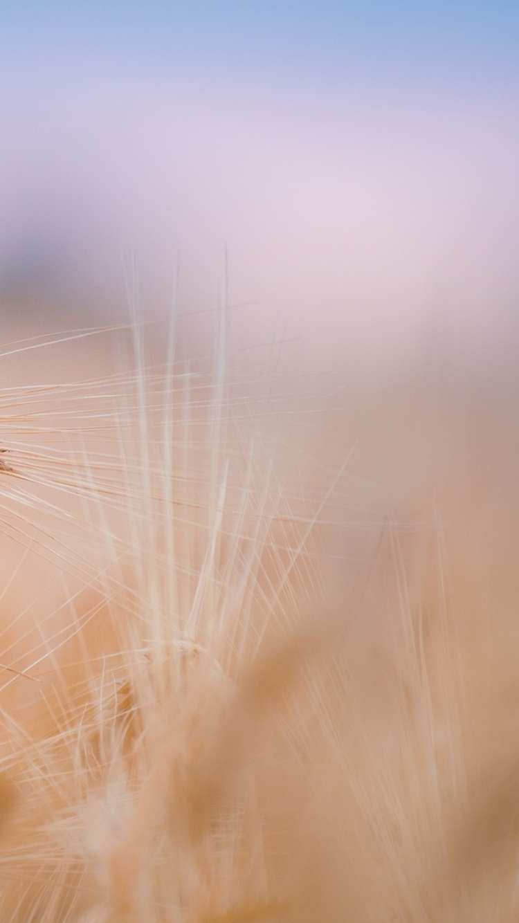 Handy-Wallpaper Weizen, Erde/natur kostenlos herunterladen.