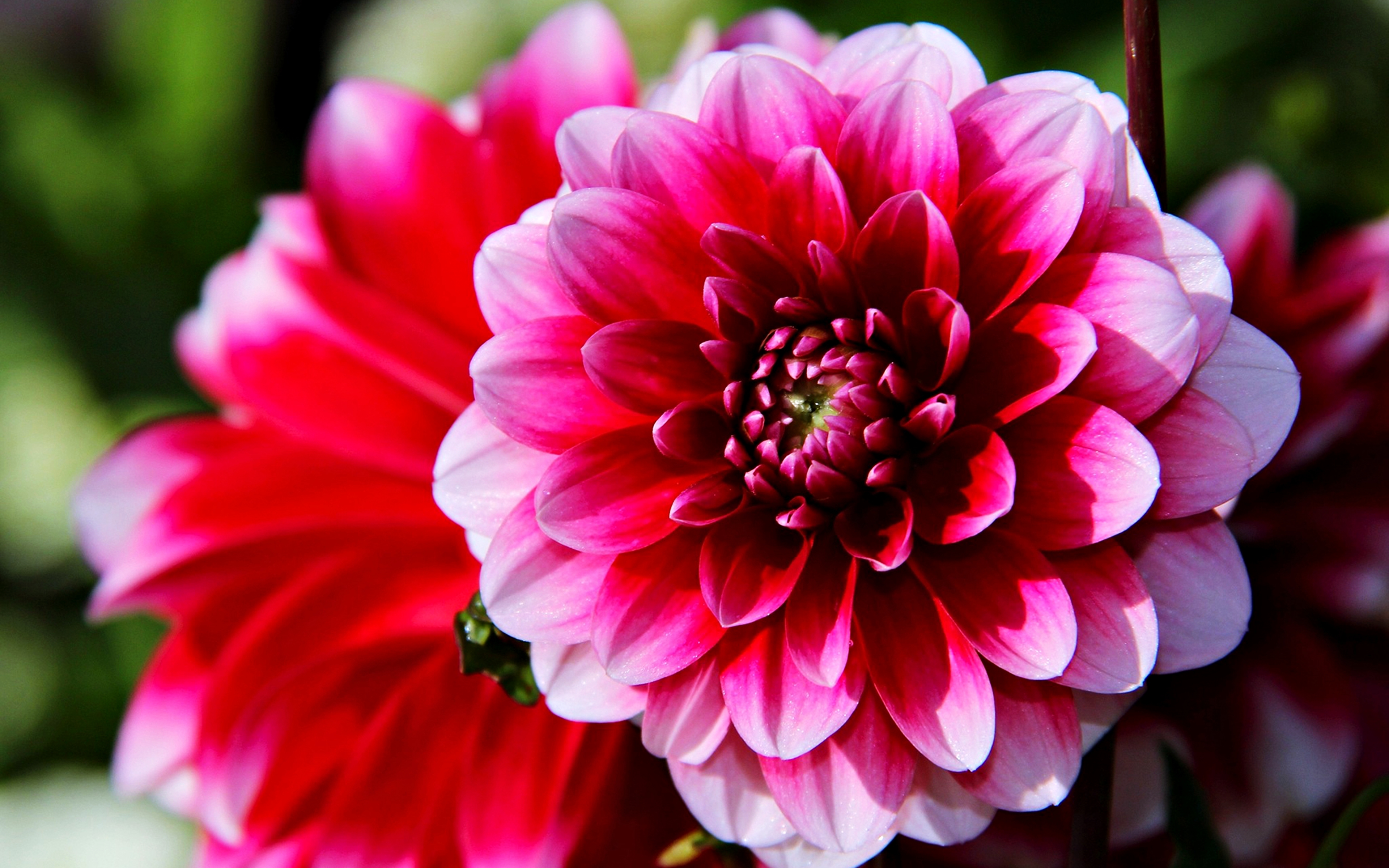 Descarga gratis la imagen Naturaleza, Flores, Rosa, Flor, Primavera, Tierra/naturaleza en el escritorio de tu PC