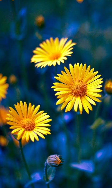 Download mobile wallpaper Nature, Flowers, Camomile, Flower, Earth, Yellow Flower for free.