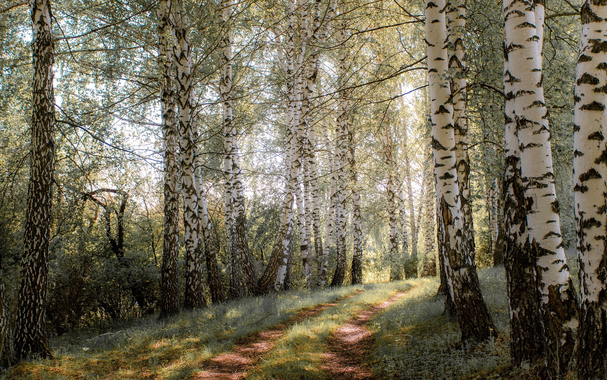 Free download wallpaper Forest, Tree, Earth, Path, Birch on your PC desktop
