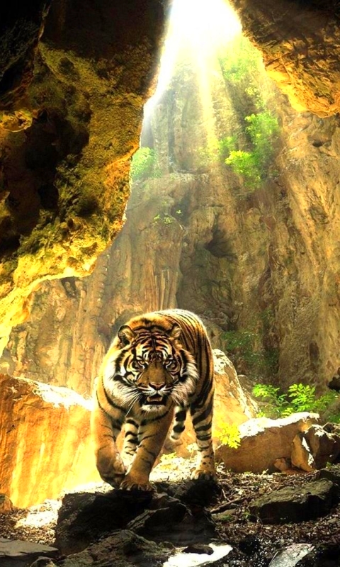 Download mobile wallpaper Cats, Tiger, Animal, Cave for free.