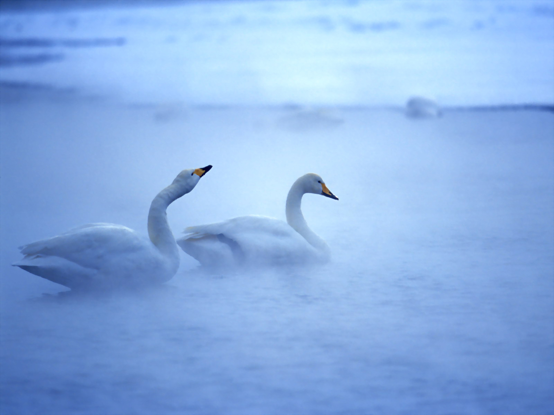 1500734 скачать обои лебедь кликун, животные, туман, озеро, лебедь - заставки и картинки бесплатно