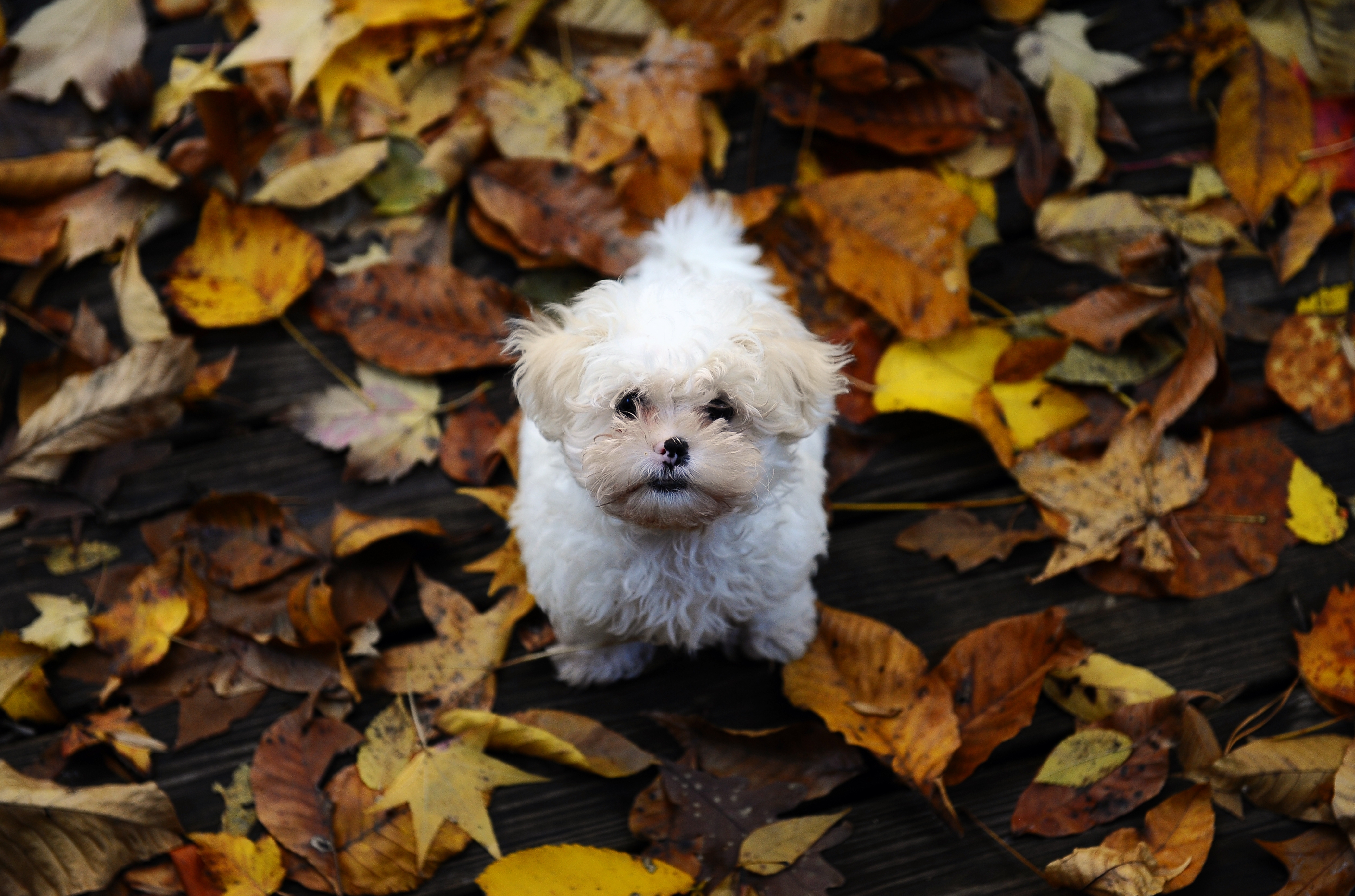 Free download wallpaper Animals, Autumn, Leaves, Fluffy, Puppy, Mud, Dirt on your PC desktop