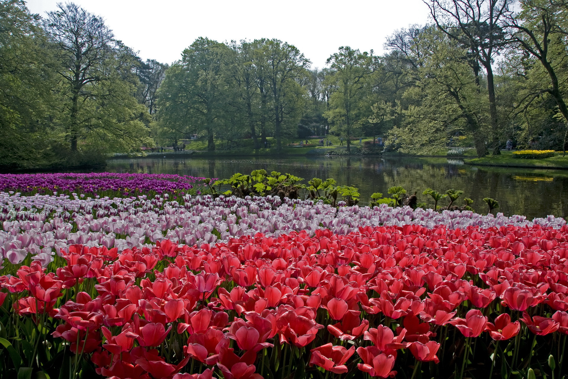 253815 скачать картинку фотографии, парк, цветок, нидерланды - обои и заставки бесплатно