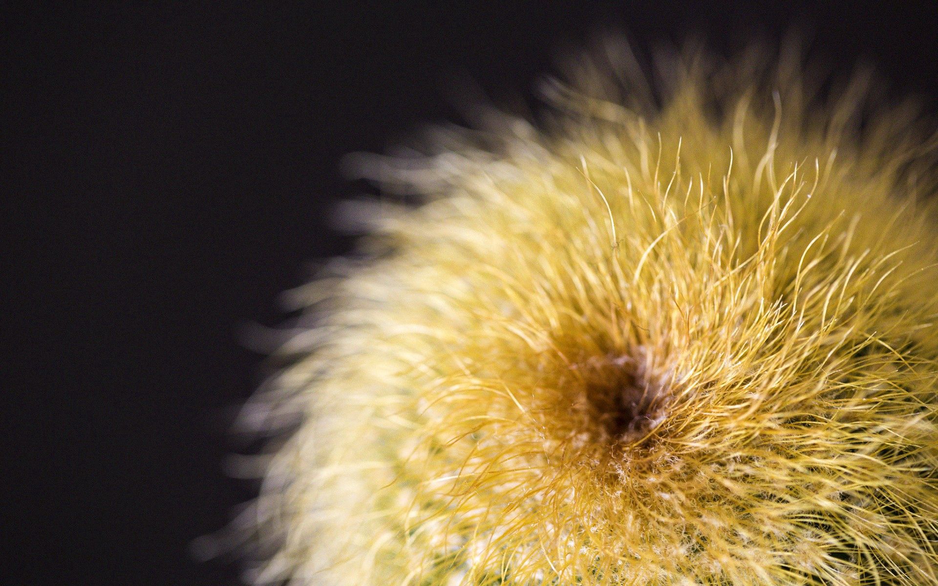 fluff, plant, macro, cactus, fuzz wallpapers for tablet