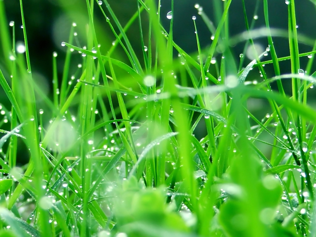 grass, pictures, green download HD wallpaper