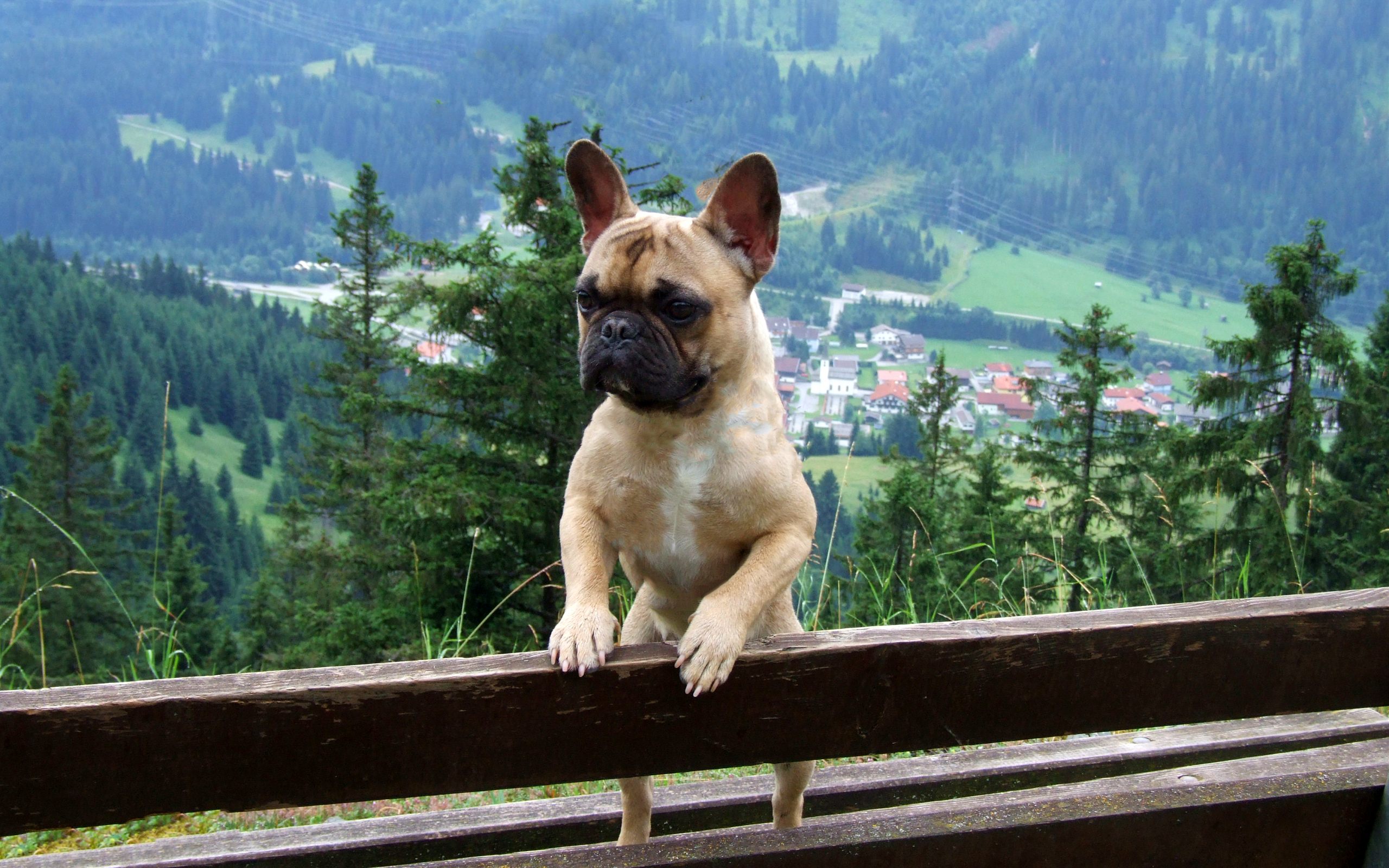 170890 descargar fondo de pantalla bulldog francés, perros, animales: protectores de pantalla e imágenes gratis
