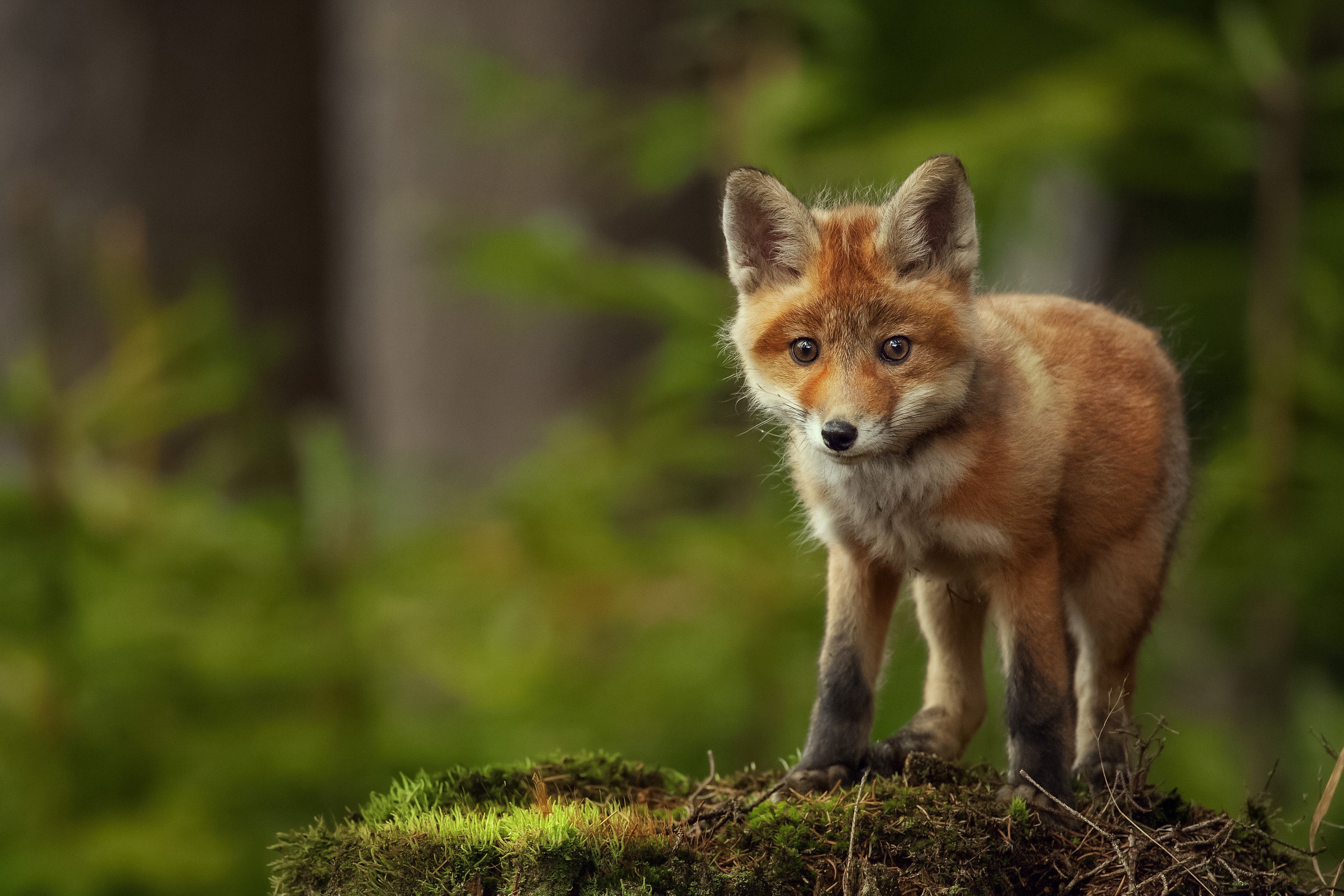 Download mobile wallpaper Fox, Animal, Baby Animal, Cub for free.