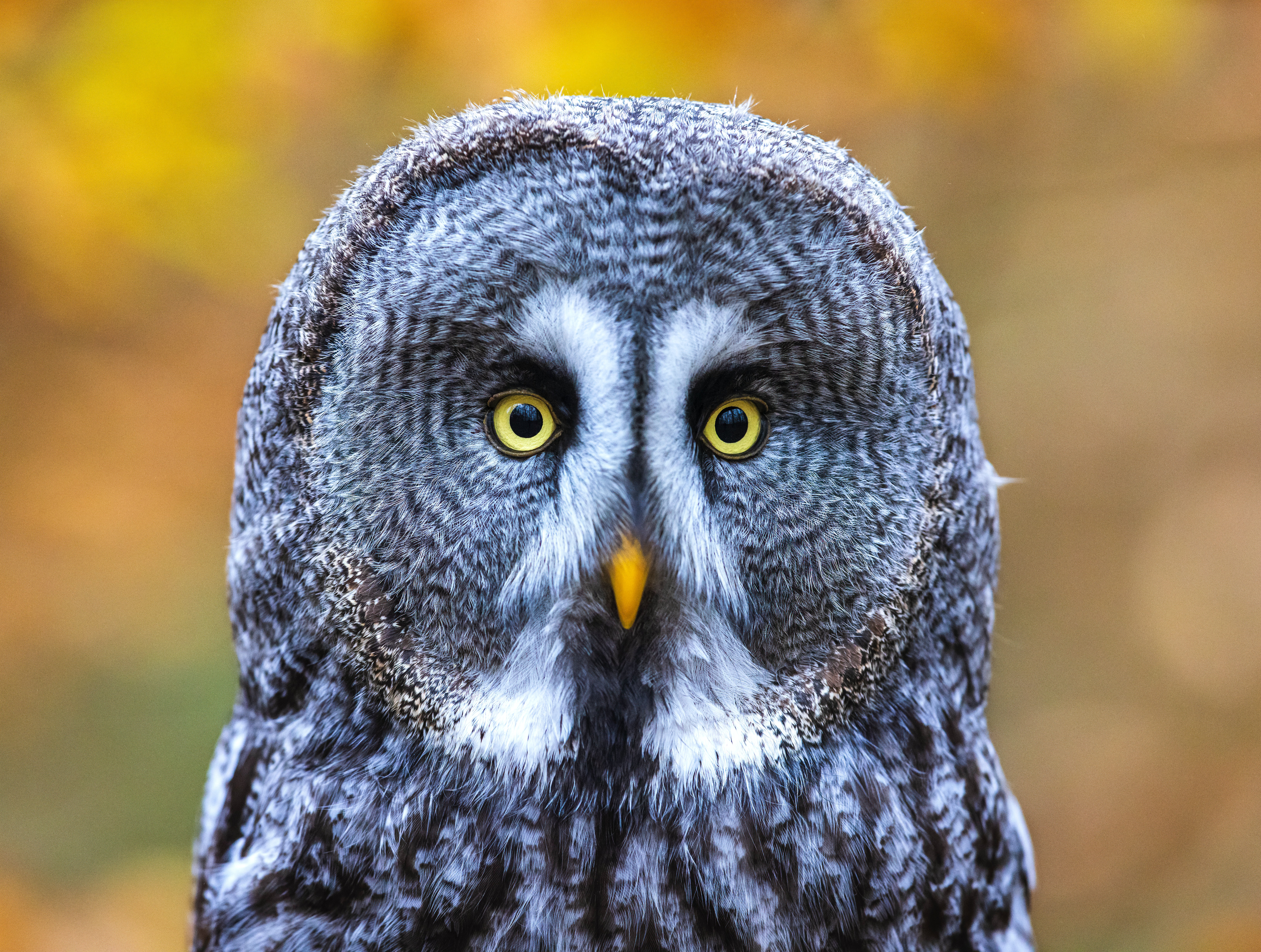 Download mobile wallpaper Sight, Animals, Opinion, Grey, Eyes, Bird, Owl for free.