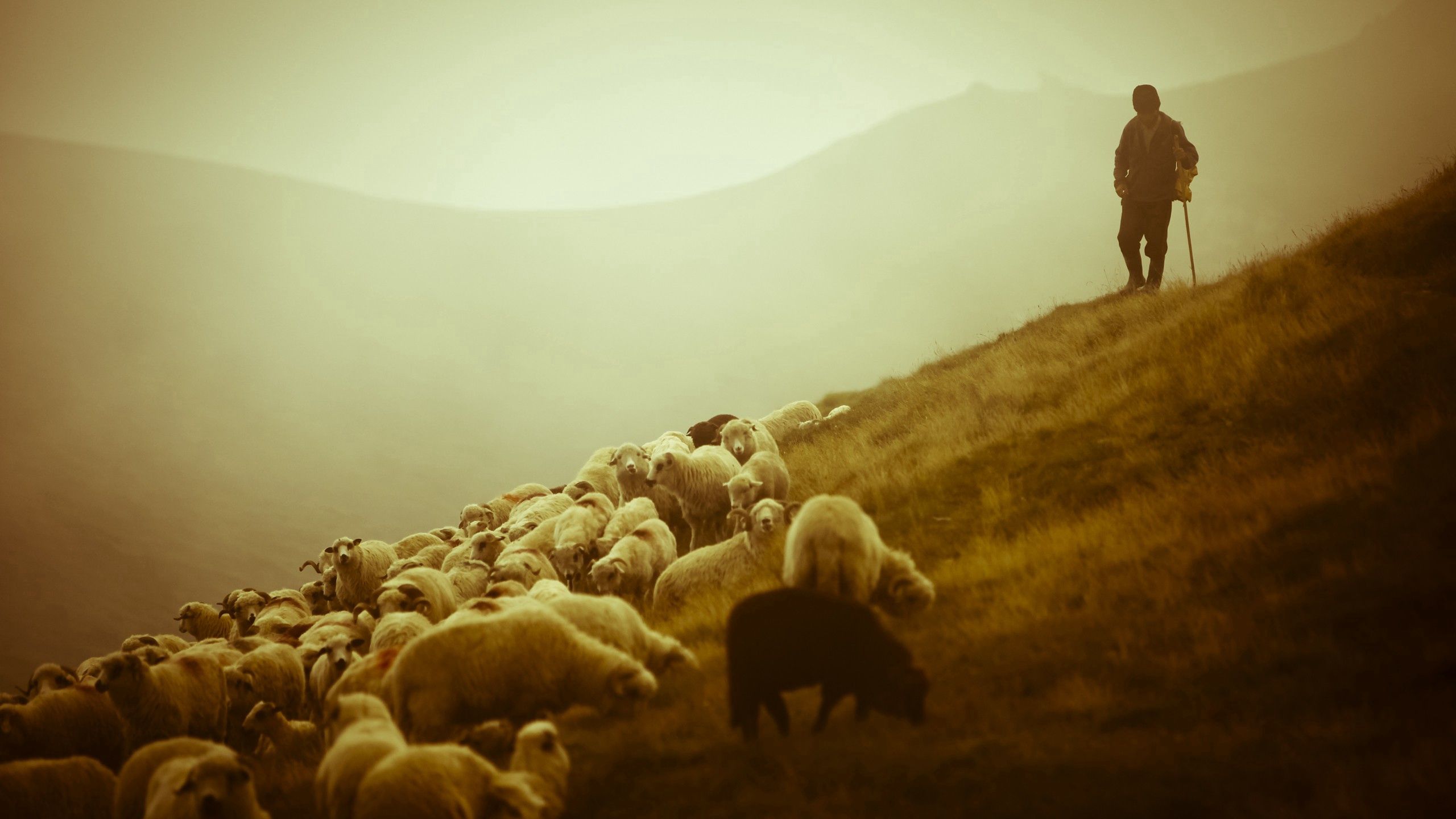 animals, fog, field, sheep, pasture, sheeps, shepherd