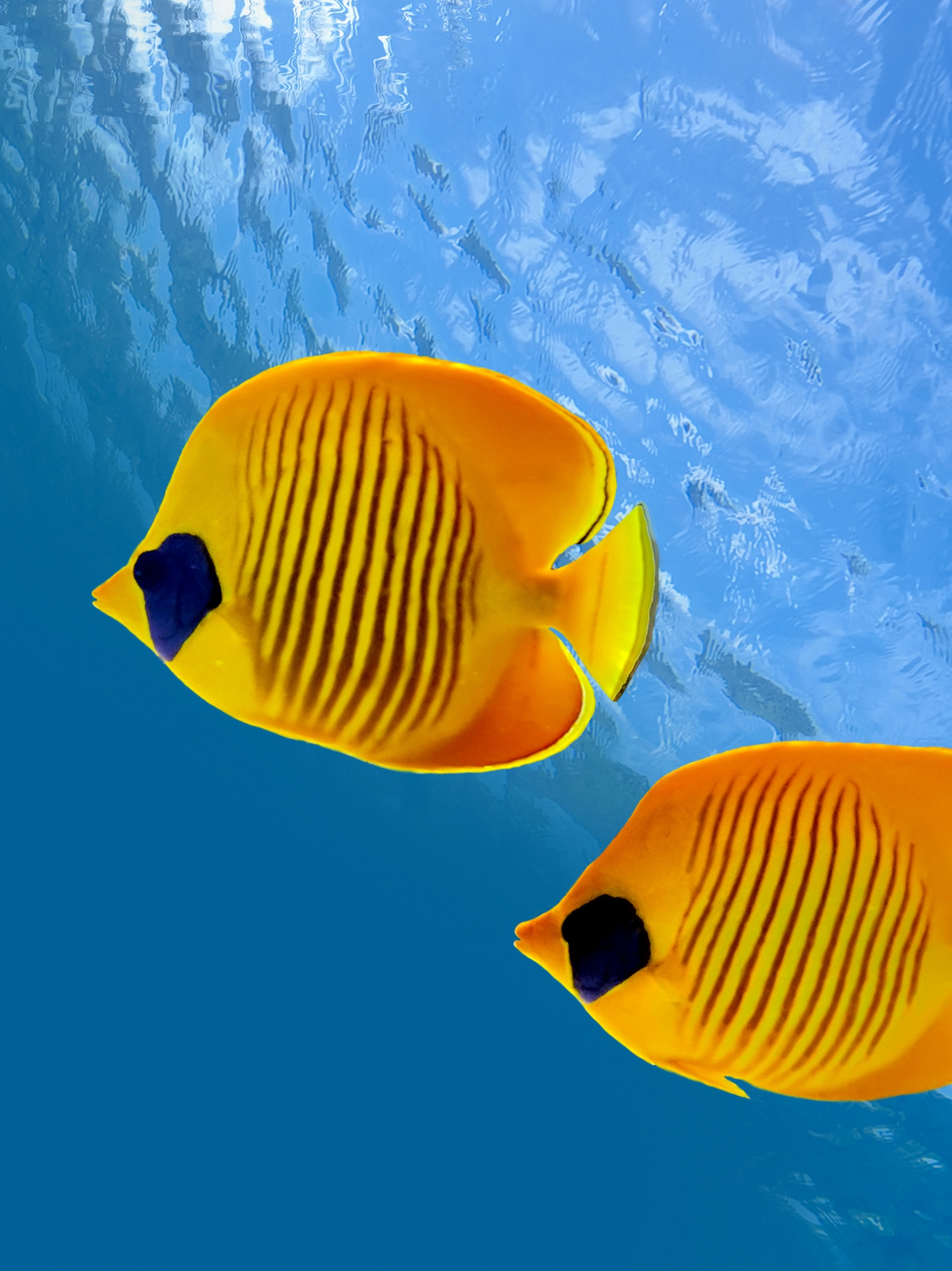Download mobile wallpaper Animal, Fish, Butterflyfish for free.