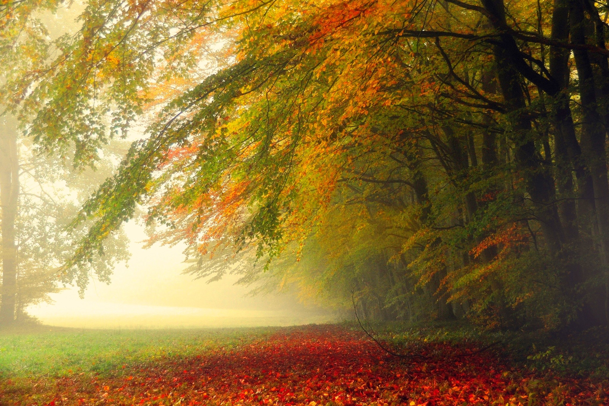 無料モバイル壁紙自然, 木, 秋, 葉, 森, 霧, 地球をダウンロードします。