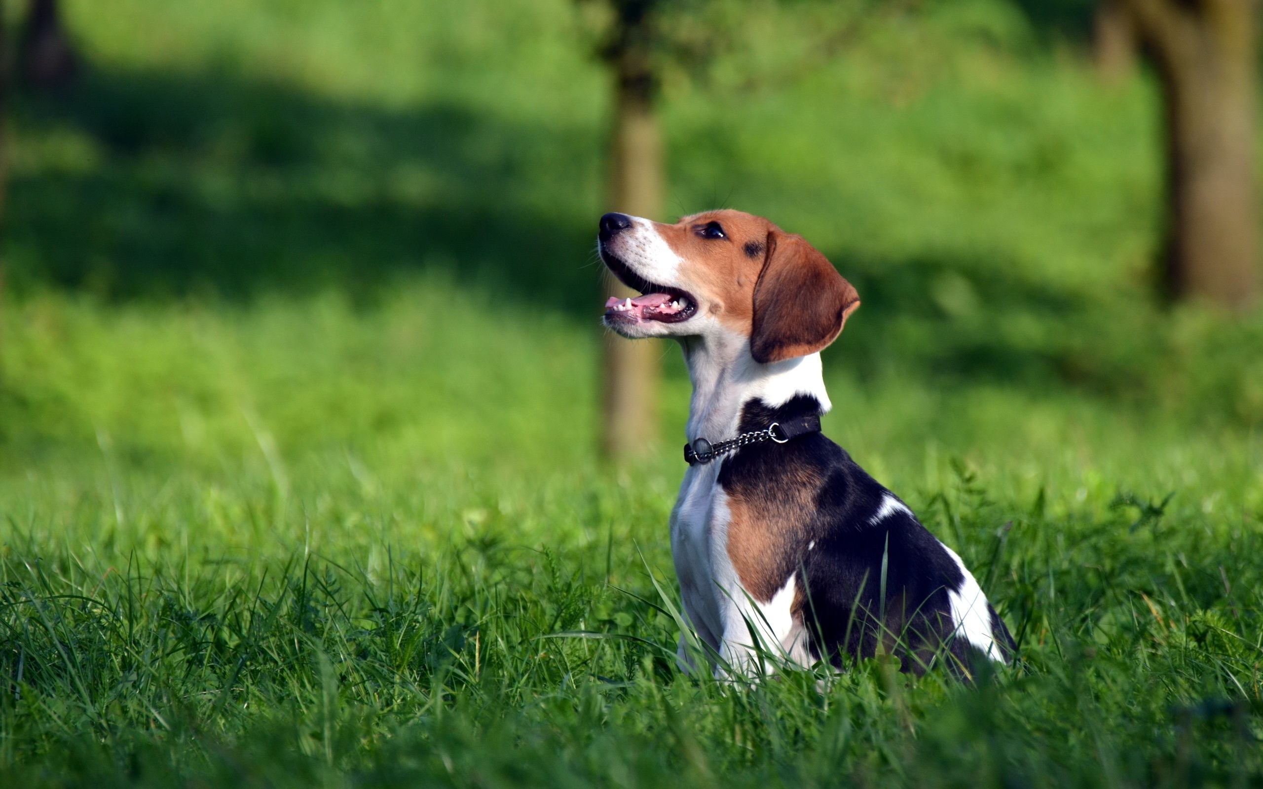 302907 Bild herunterladen tiere, beagle, hunde - Hintergrundbilder und Bildschirmschoner kostenlos