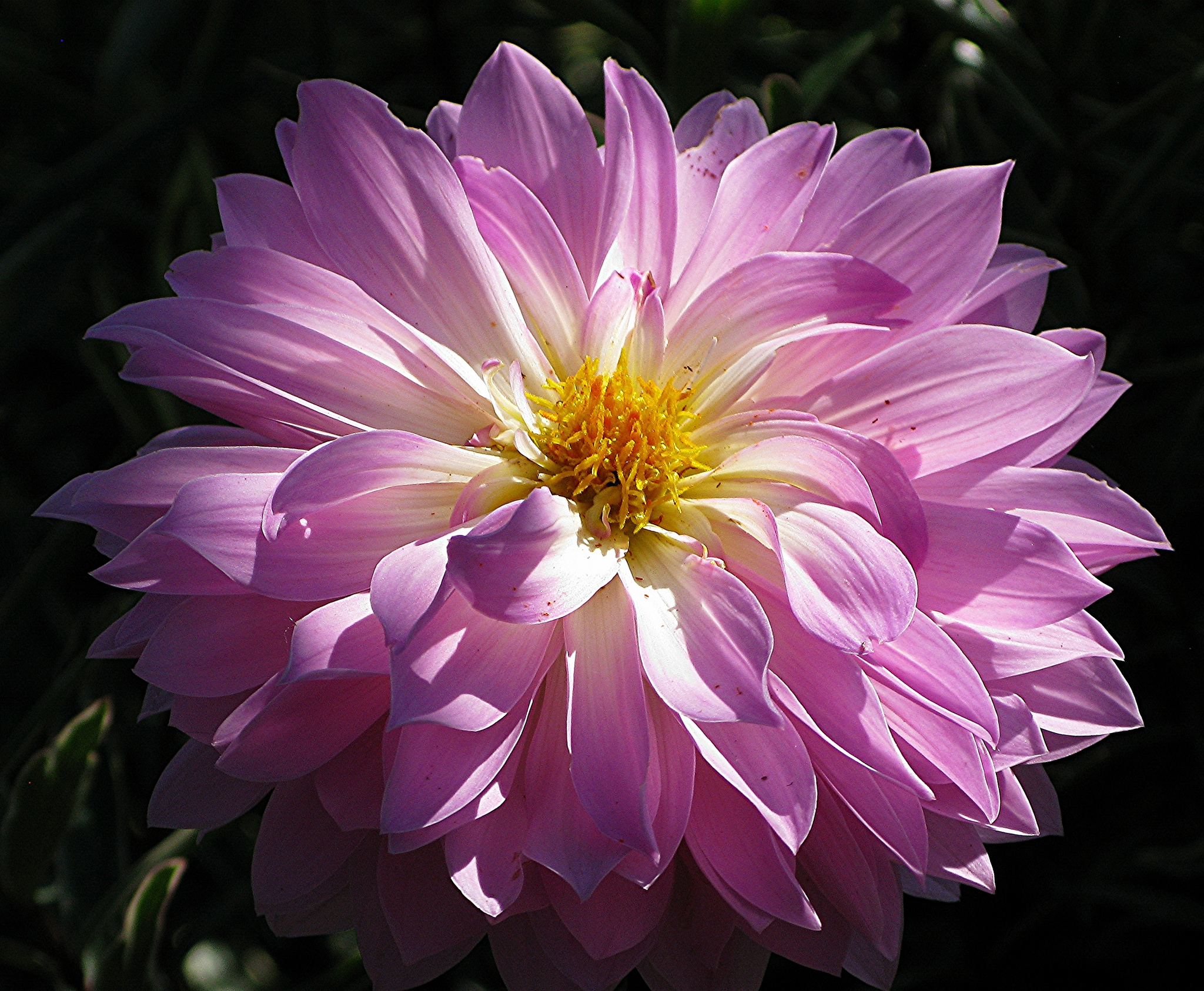 Laden Sie das Blumen, Blume, Dahlien, Erde/natur, Pinke Blume-Bild kostenlos auf Ihren PC-Desktop herunter