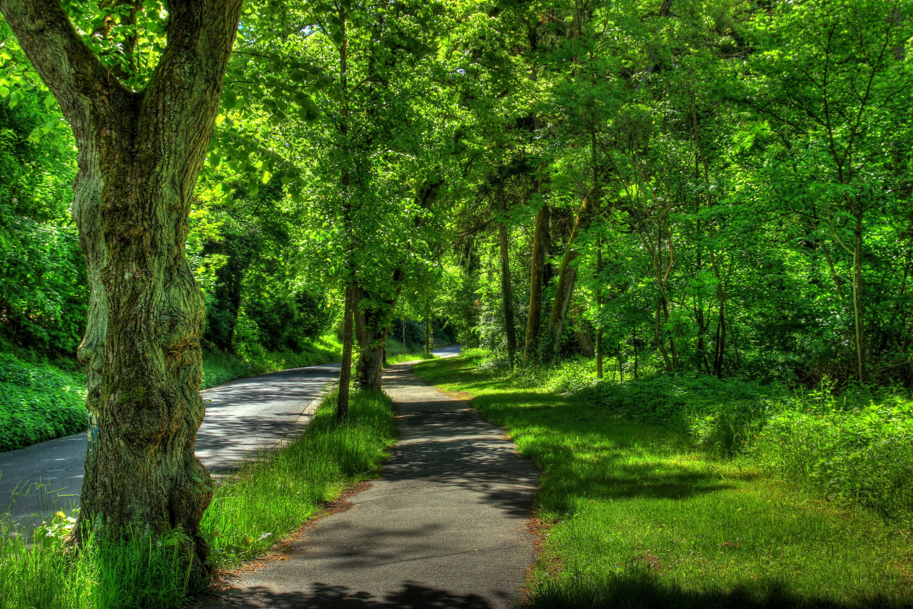Download mobile wallpaper Grass, Road, Forest, Tree, Man Made for free.