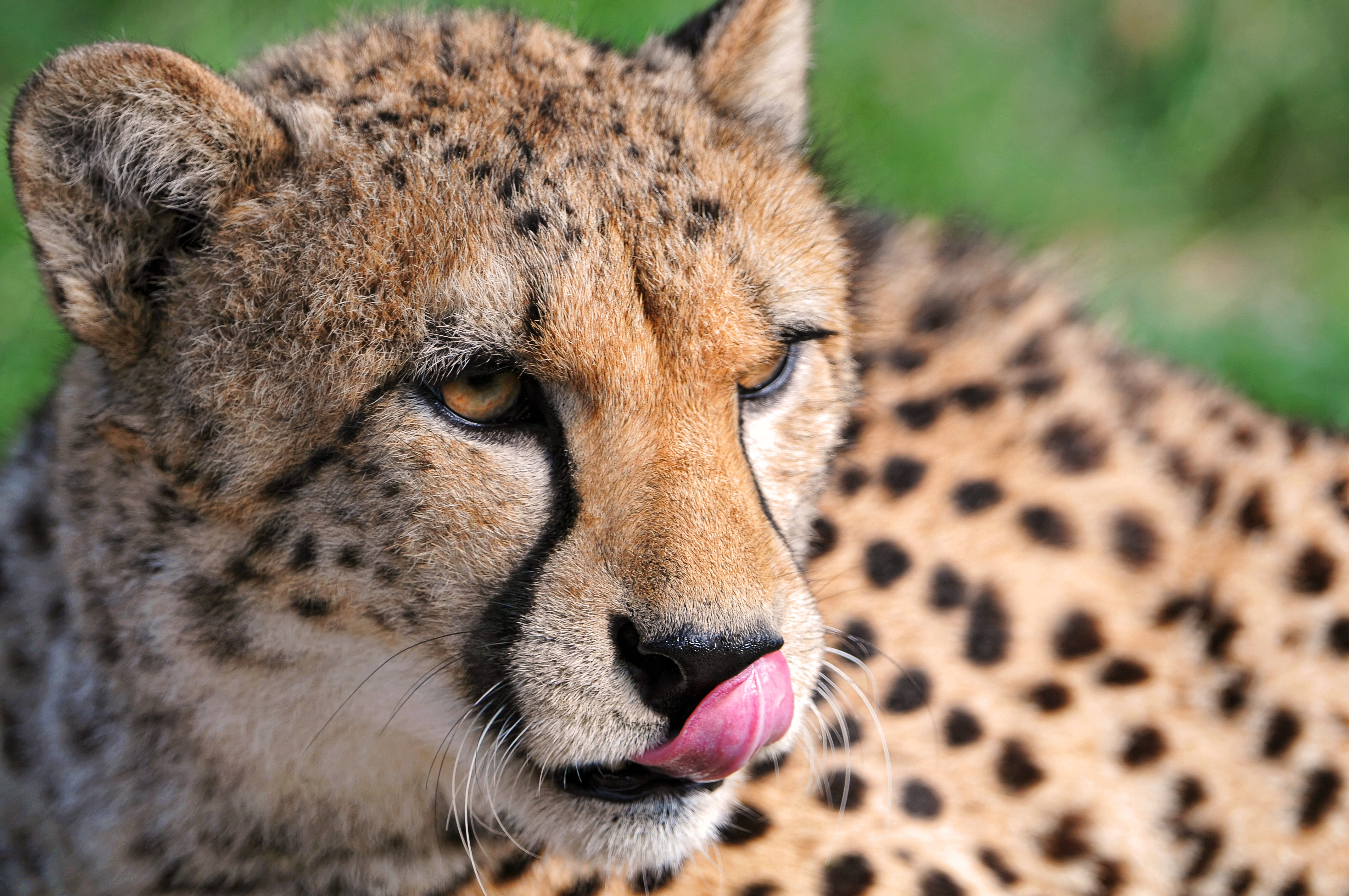 Free download wallpaper Cats, Cheetah, Animal on your PC desktop