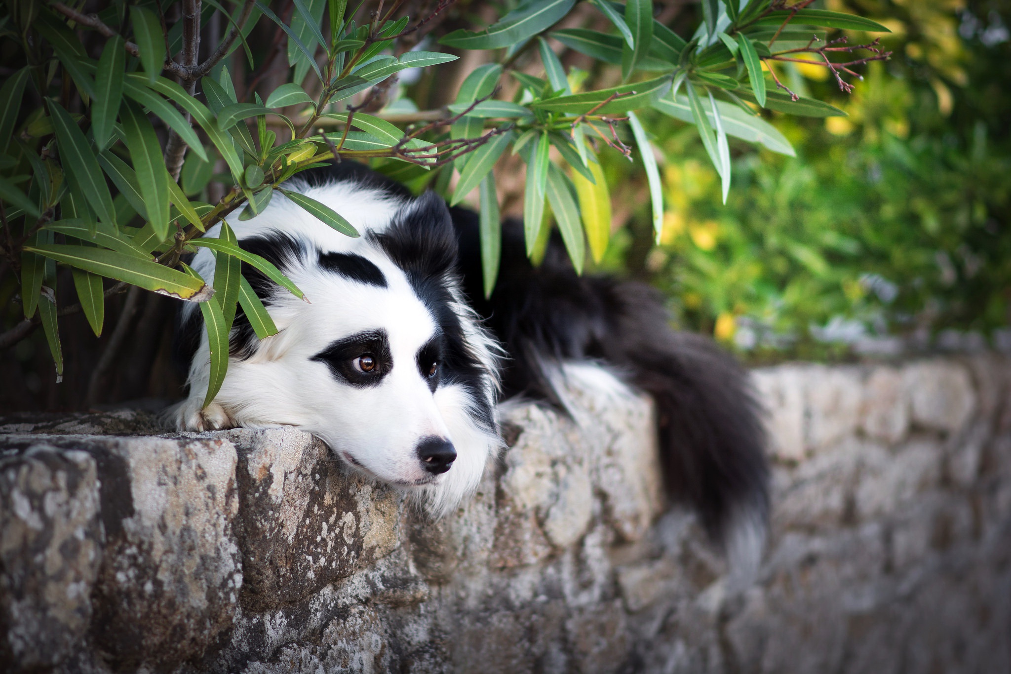 Download mobile wallpaper Dogs, Dog, Animal, Border Collie, Resting for free.