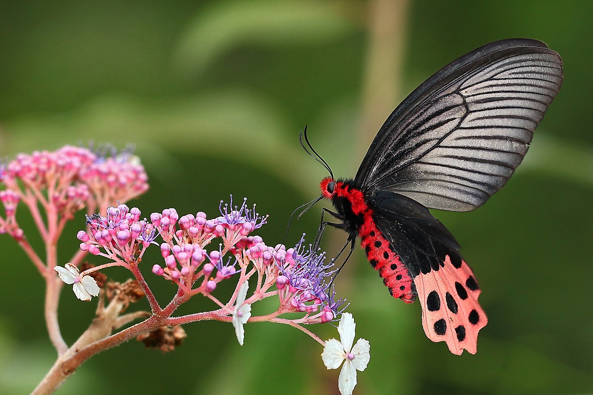 PCデスクトップに蝶, 大きい, マクロ, ブランチ, 枝, バタフライ, 葉, 花画像を無料でダウンロード
