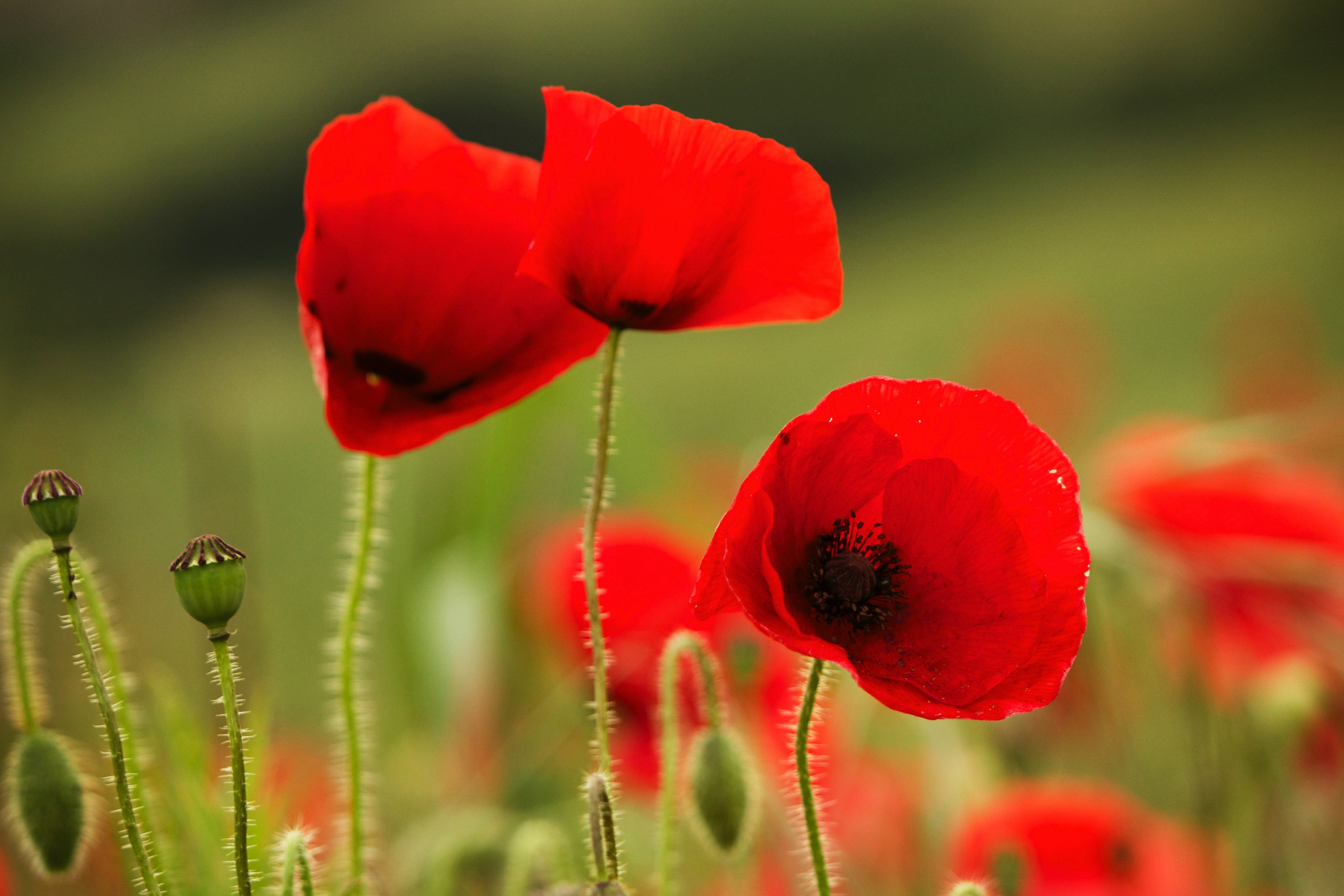 Téléchargez des papiers peints mobile Fleurs, Fleur, Prairie, Bokeh, Coquelicot, Fleur Rouge, La Nature, Terre/nature gratuitement.