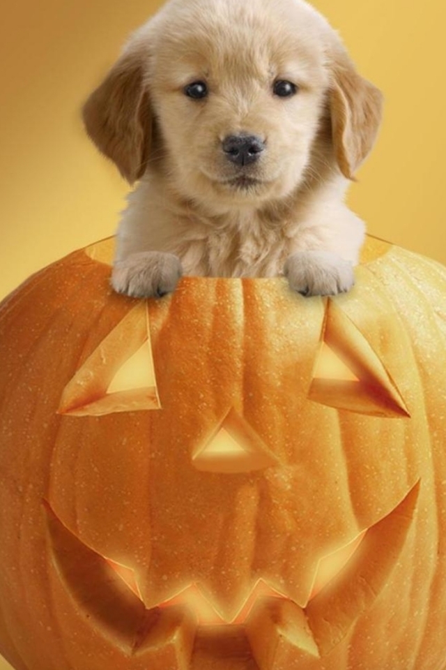 無料モバイル壁紙子犬, かぼちゃ, 可愛い, ホリデー, ハロウィンをダウンロードします。