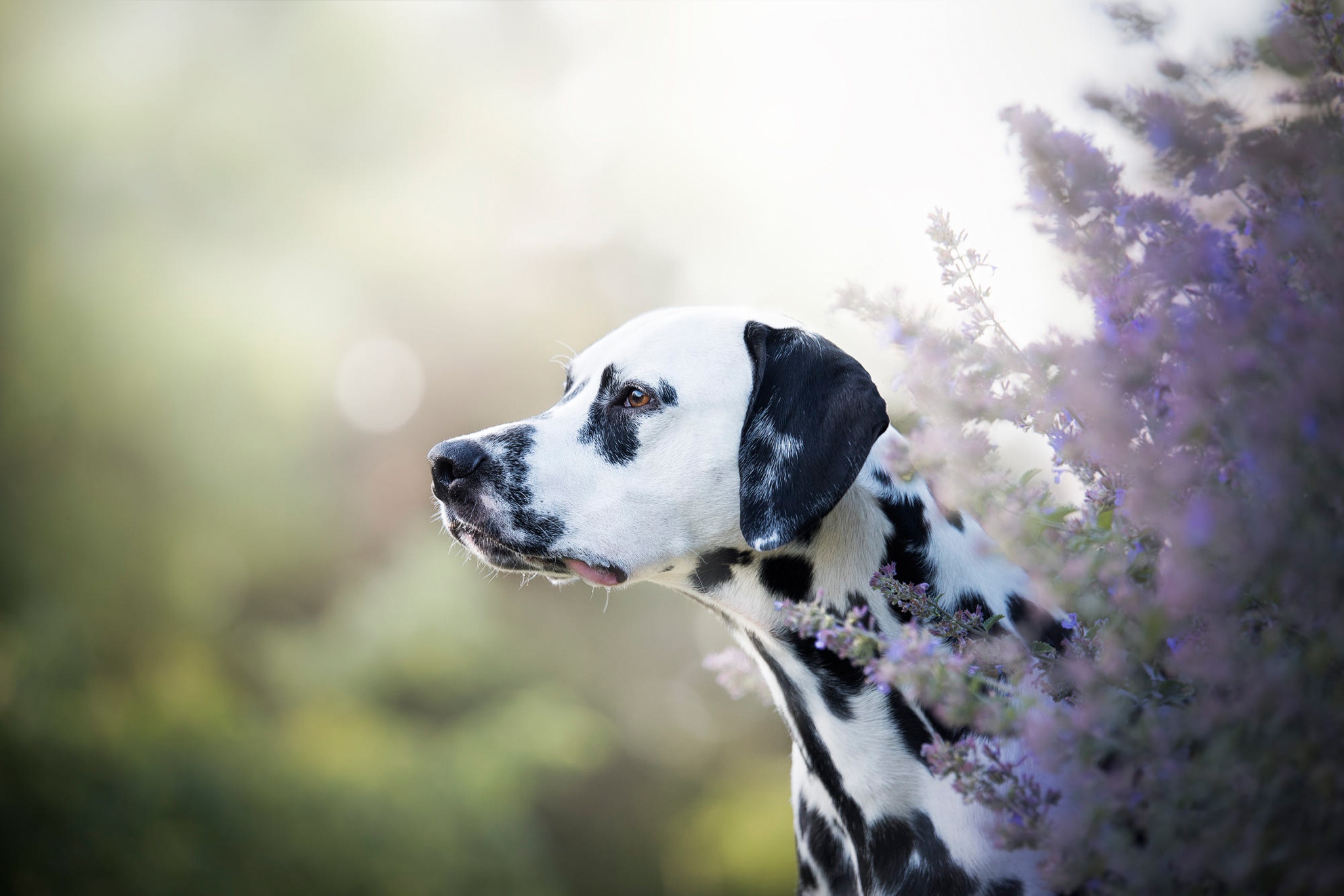 Free download wallpaper Dogs, Dog, Animal, Dalmatian, Depth Of Field on your PC desktop