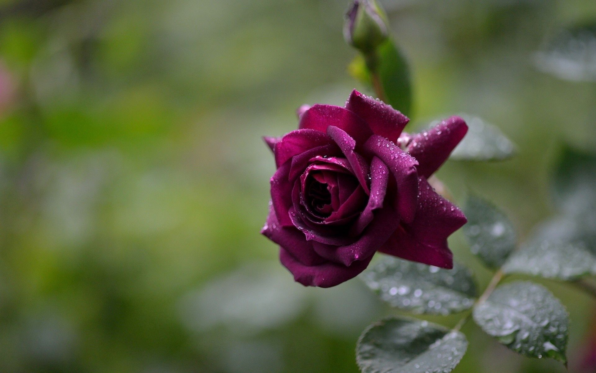 Download mobile wallpaper Rose, Petals, Macro, Rose Flower, Drops, Flower for free.