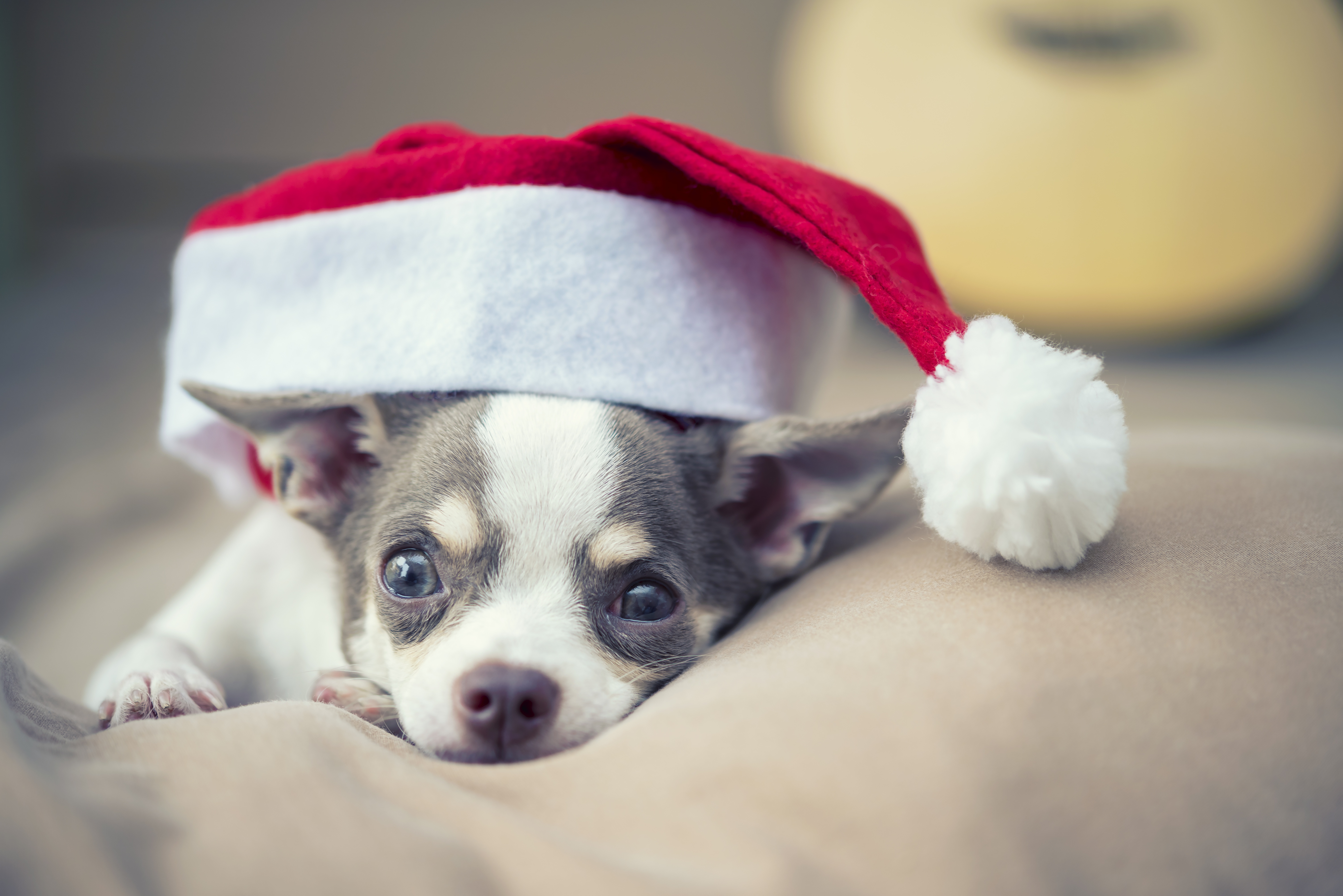 Laden Sie das Tiere, Hunde, Hund, Chihuahua, Weihnachtsmütze-Bild kostenlos auf Ihren PC-Desktop herunter