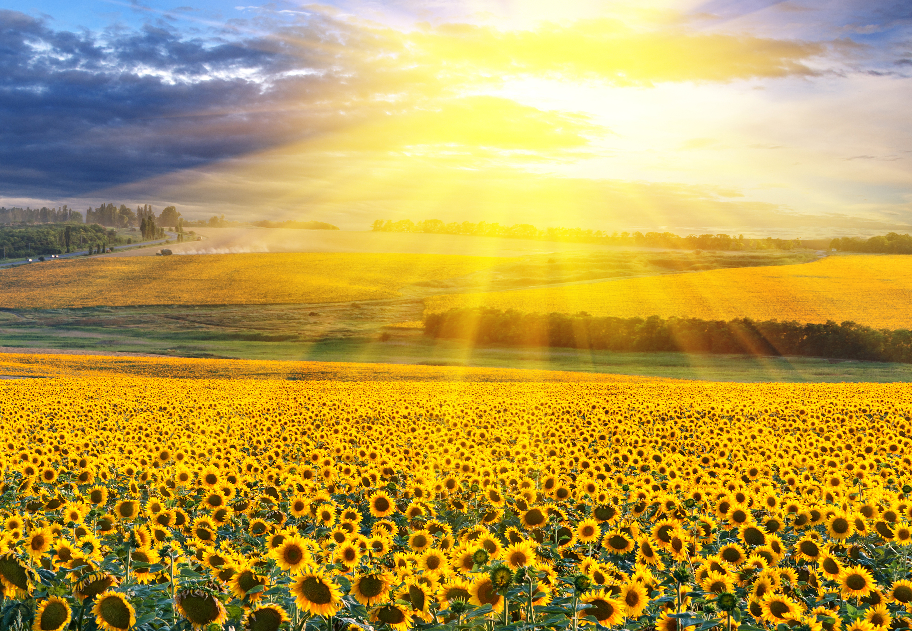Laden Sie das Landschaft, Natur, Blumen, Sommer, Feld, Sonnenblume, Gelbe Blume, Sonnenstrahl, Erde/natur-Bild kostenlos auf Ihren PC-Desktop herunter