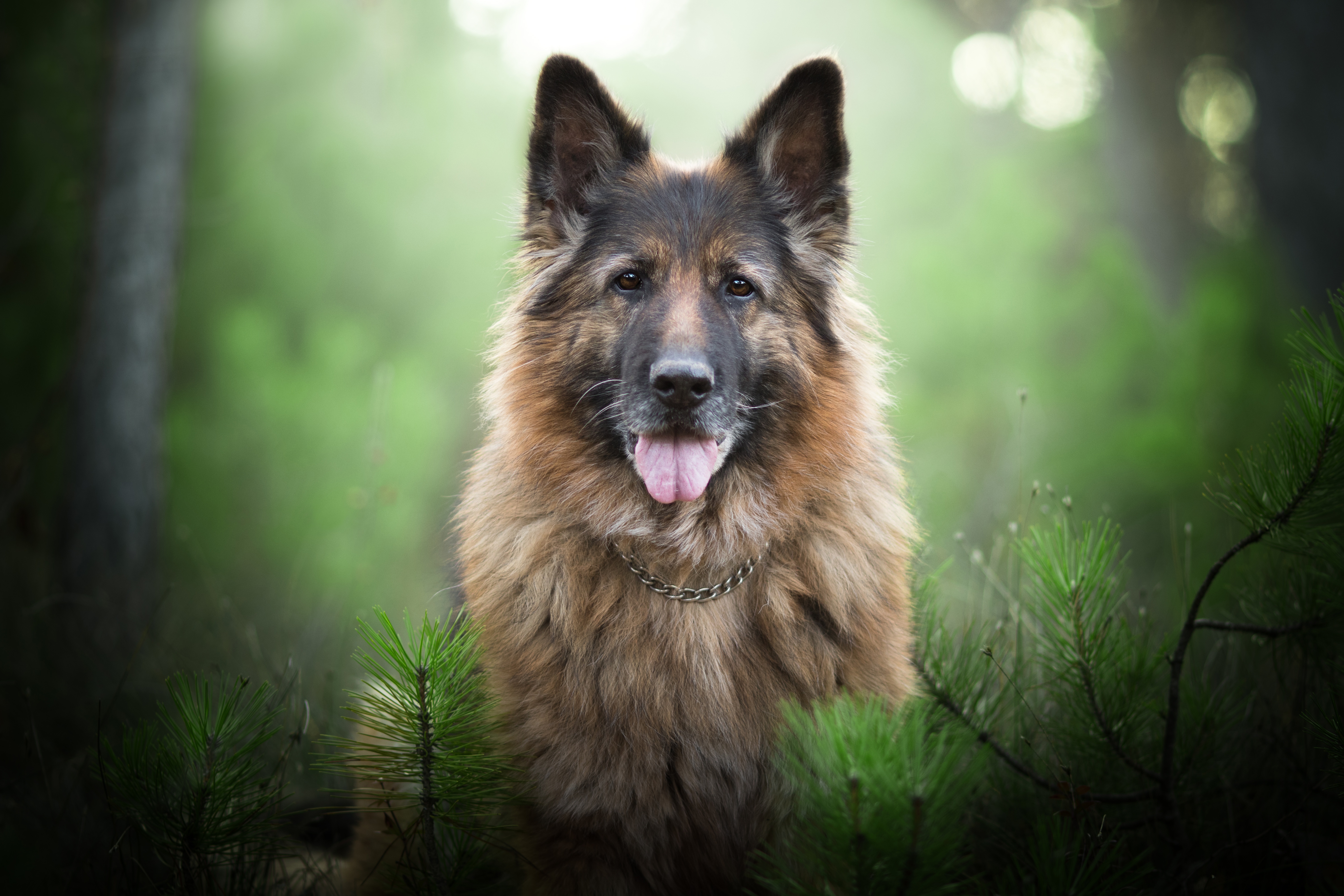 Laden Sie das Tiere, Hunde, Hund, Schäferhund, Starren, Tiefenschärfe-Bild kostenlos auf Ihren PC-Desktop herunter