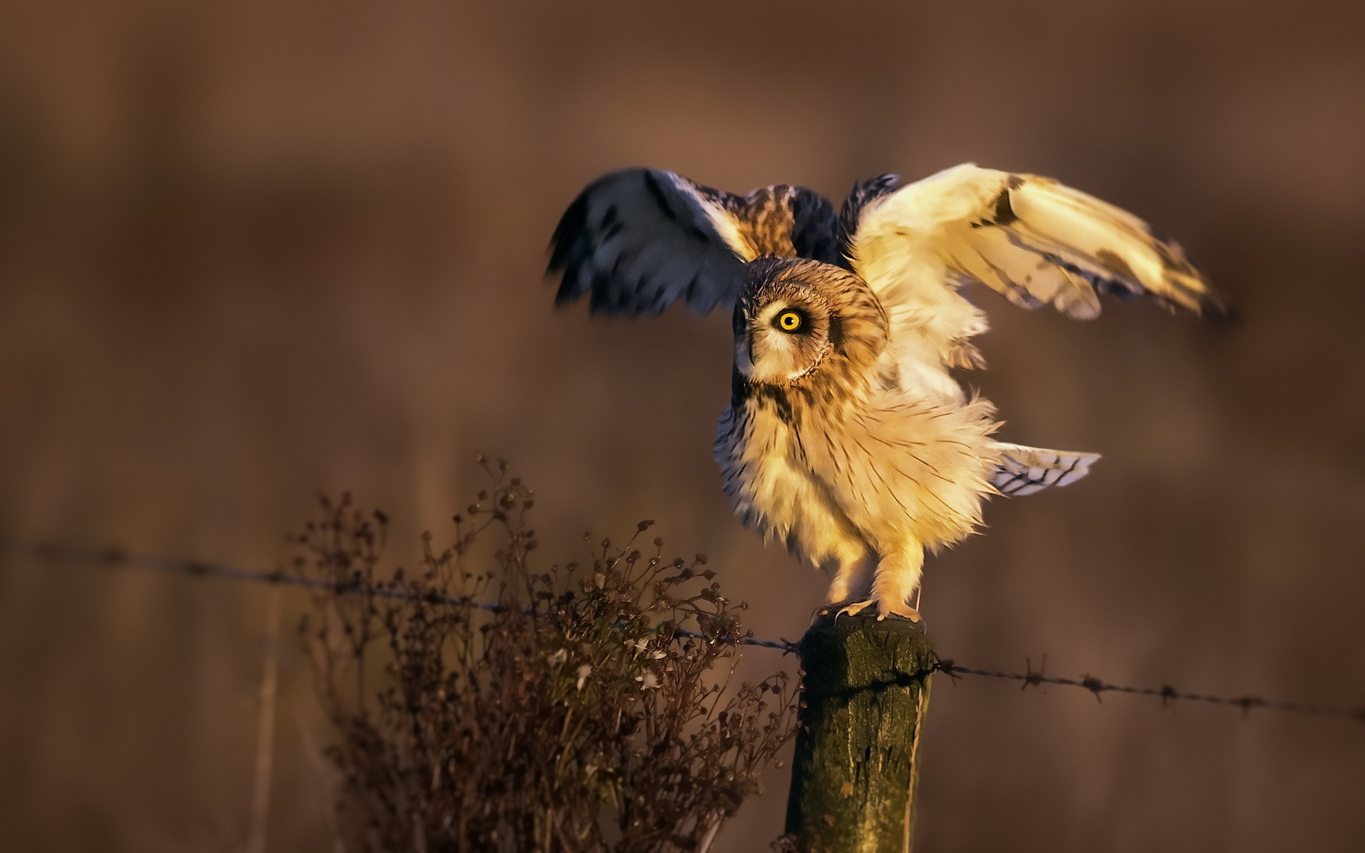 Descarga gratuita de fondo de pantalla para móvil de Búho, Aves, Animales.