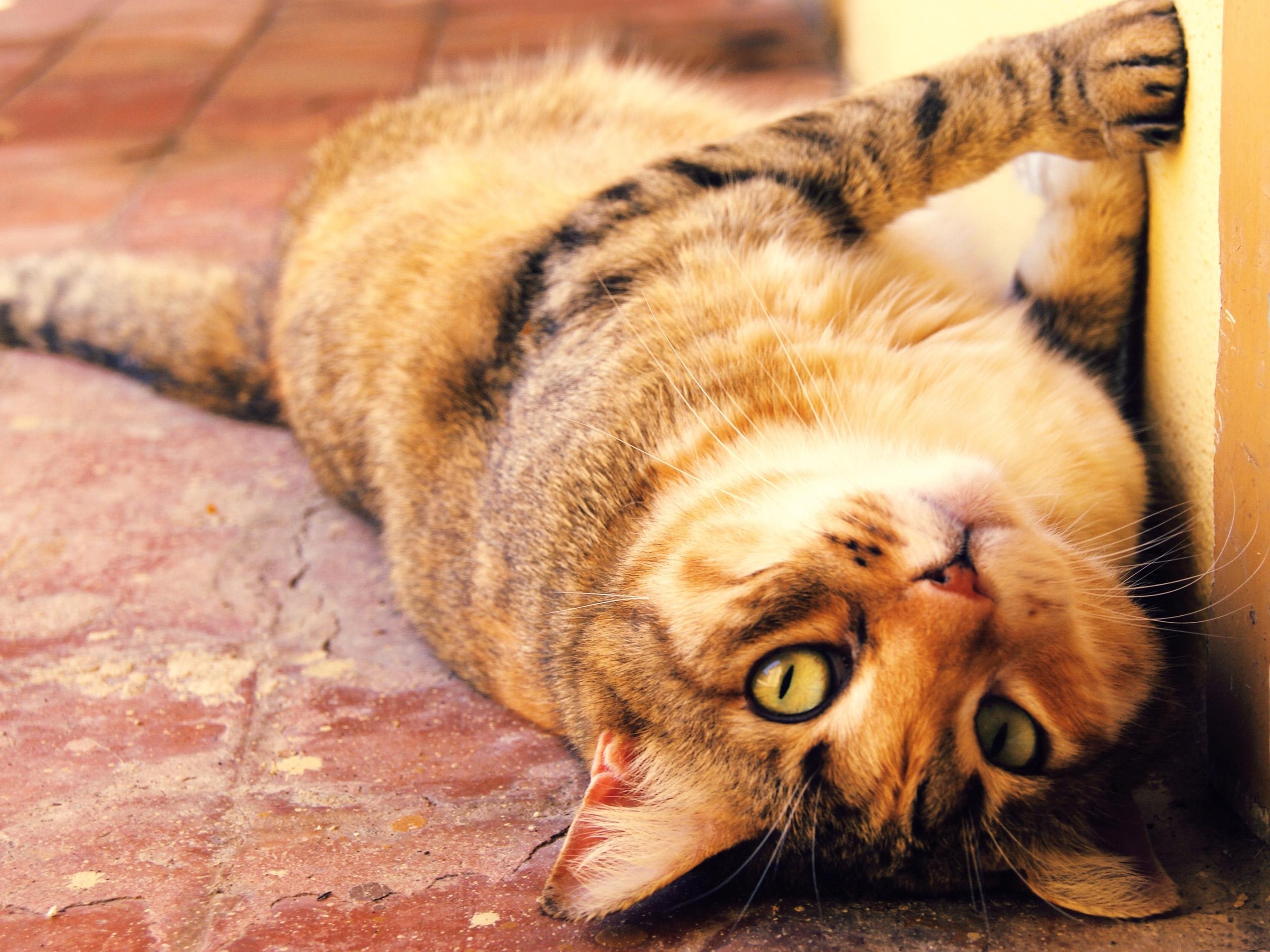 animals, cat, to lie down, lie, muzzle, playful Smartphone Background