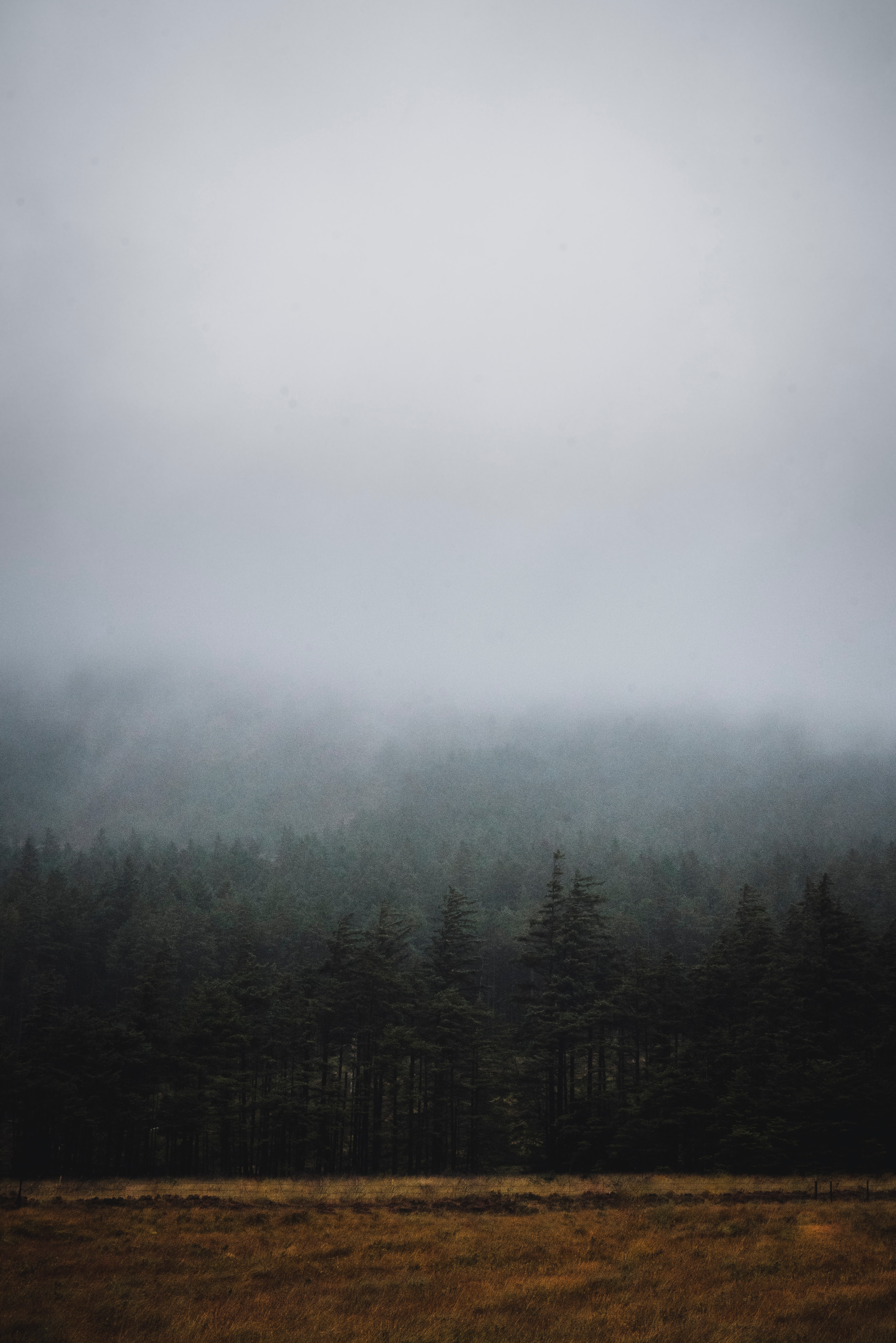Free download wallpaper Nature, Trees, Fog, Fir, Spruce, Darkness, Forest on your PC desktop