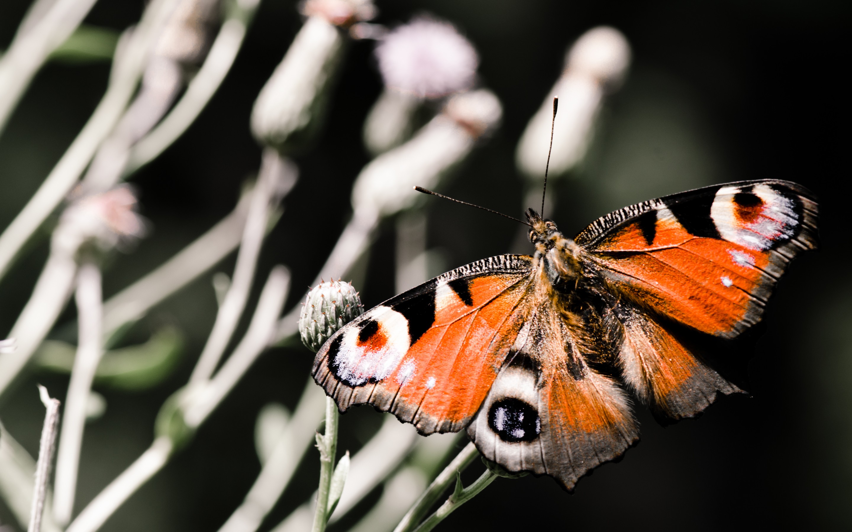 Descarga gratis la imagen Animales, Mariposa en el escritorio de tu PC