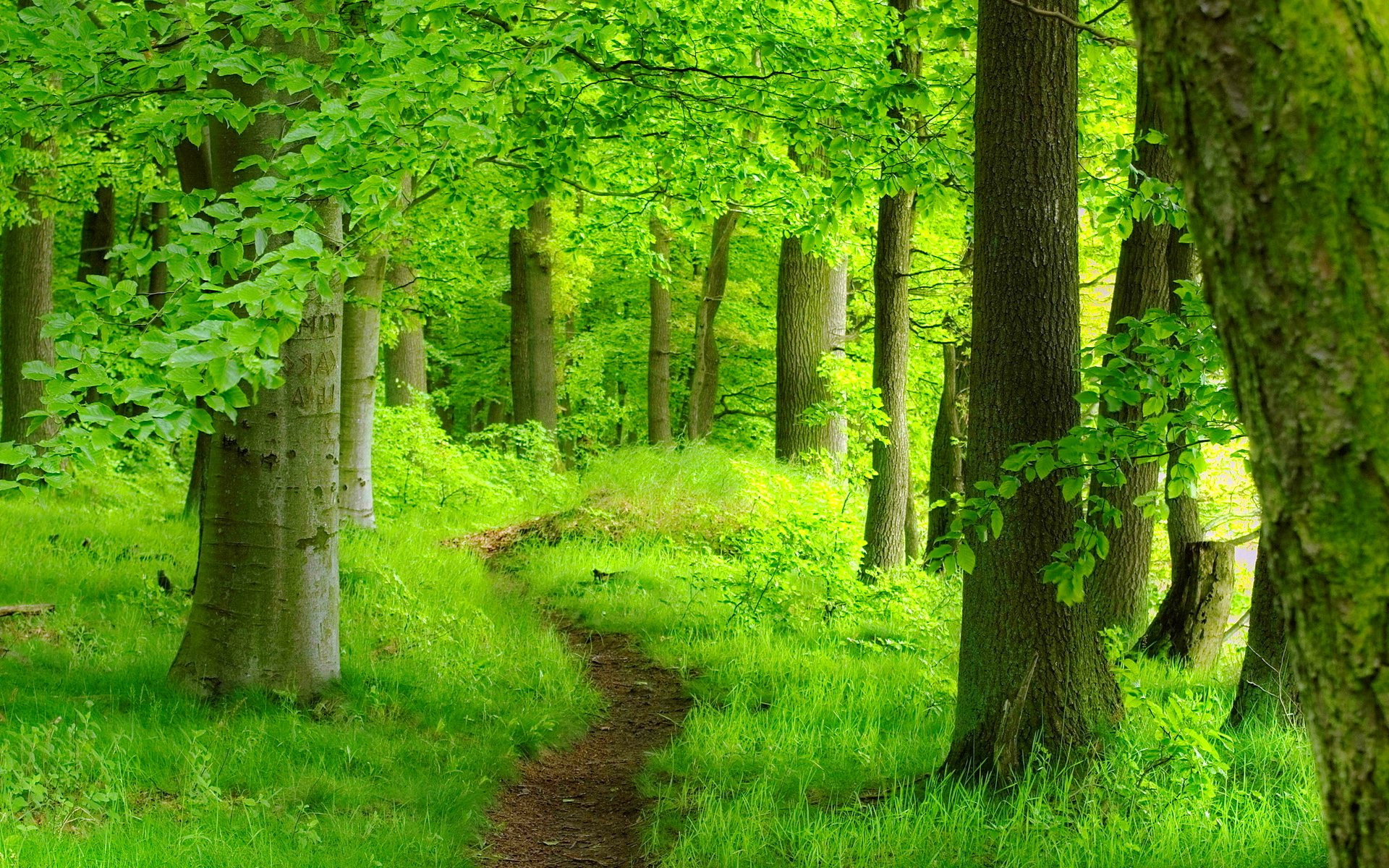 Free download wallpaper Forest, Tree, Earth, Path on your PC desktop