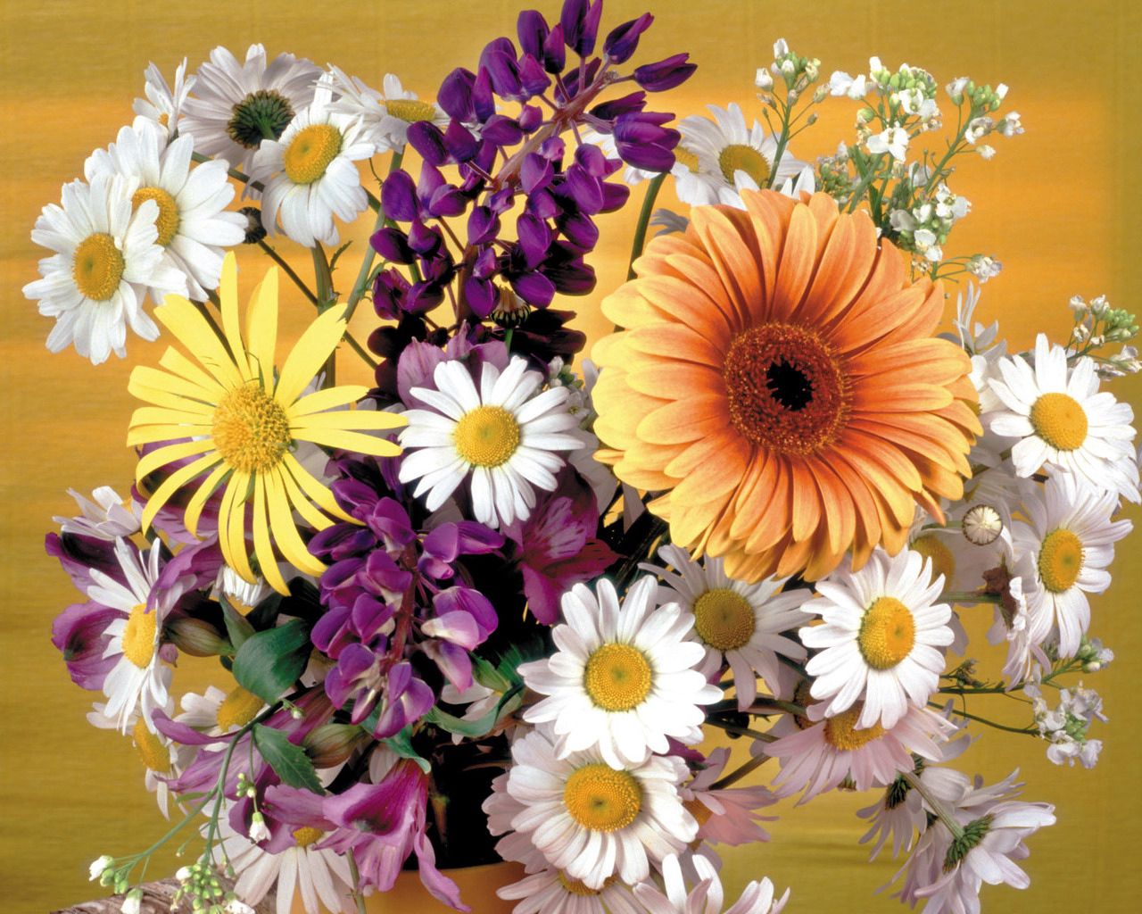 flowers, camomile, gerberas, registration, typography, beauty, bouquet, vase HD wallpaper
