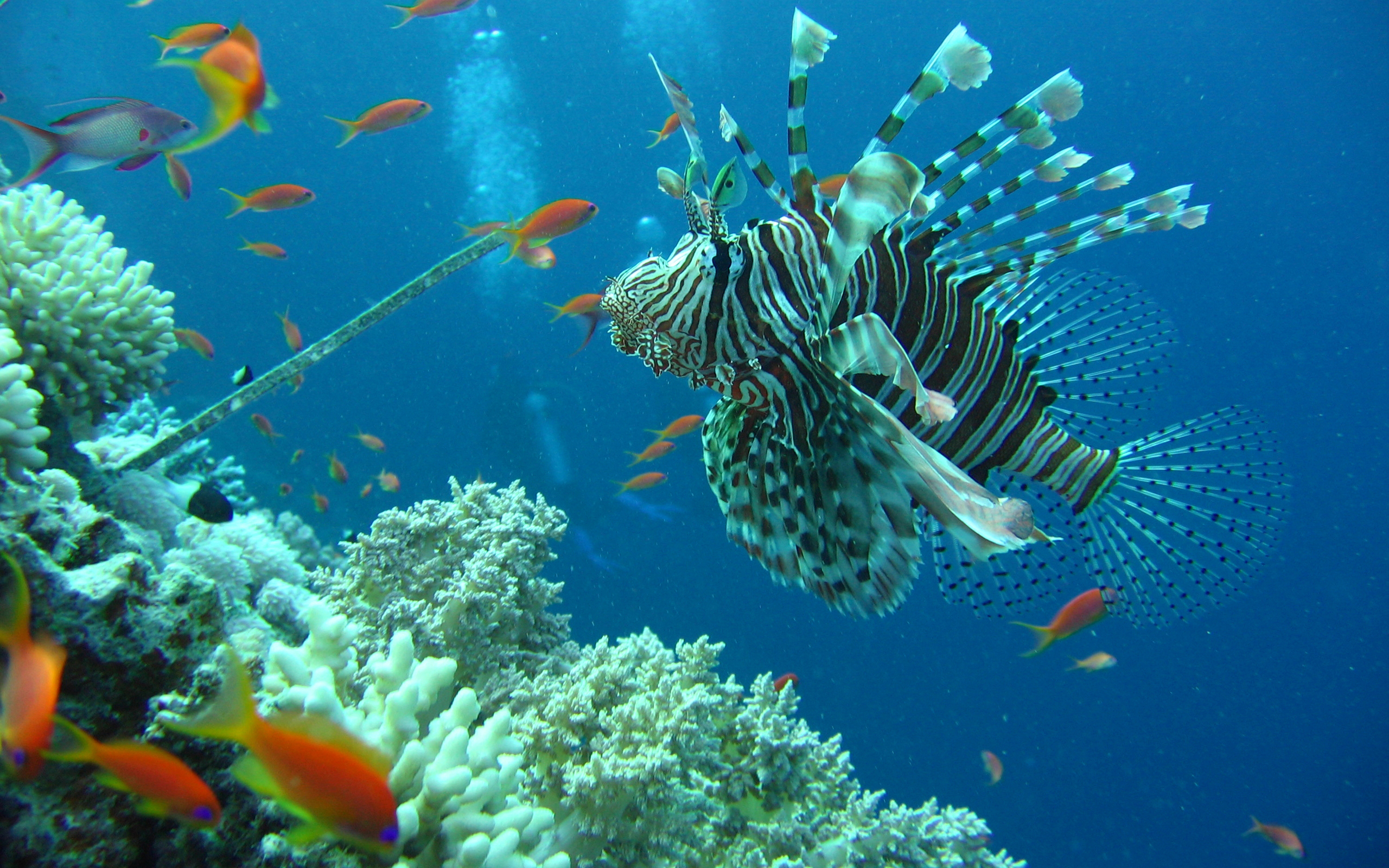 284147 descargar imagen animales, pez león, coral, pez, peces: fondos de pantalla y protectores de pantalla gratis