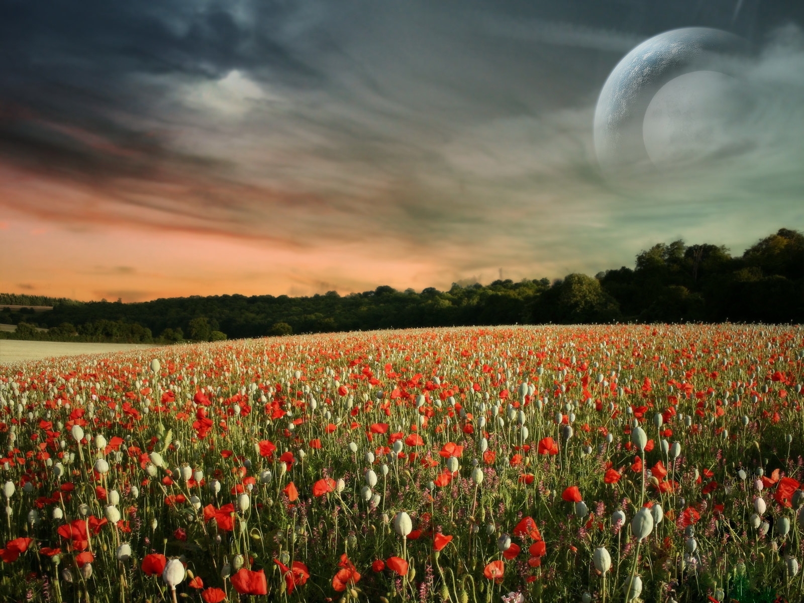 landscape, sky, poppies HD wallpaper