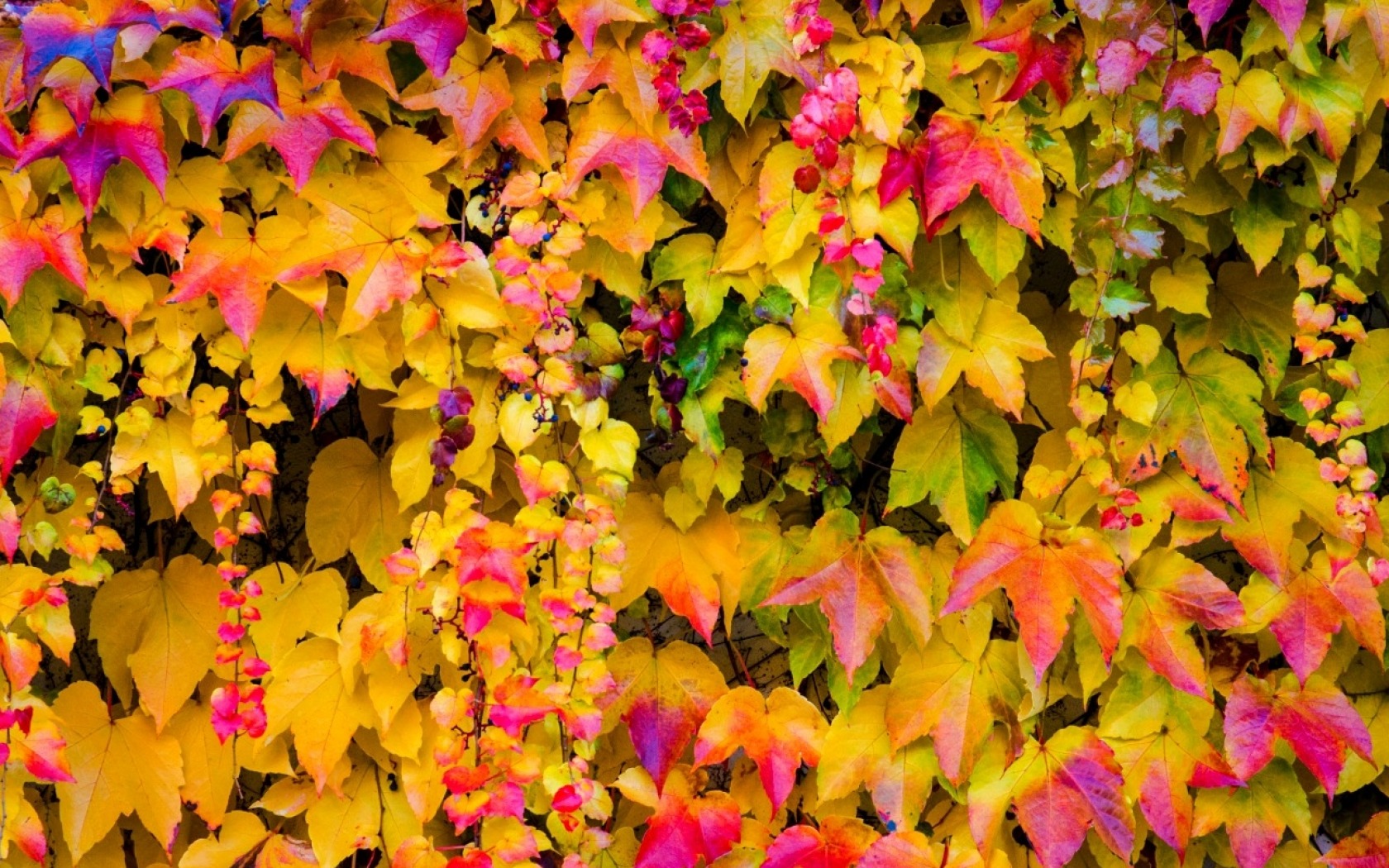 Free download wallpaper Vine, Leaf, Fall, Earth, Ivy on your PC desktop