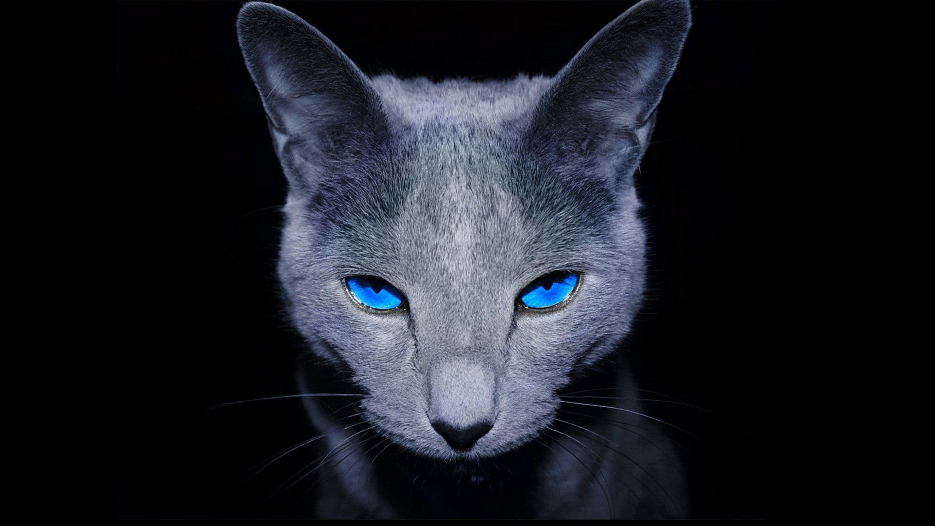 81809 descargar imagen oscuro, animales, gato, sombra, ojos azules, de ojos azules: fondos de pantalla y protectores de pantalla gratis