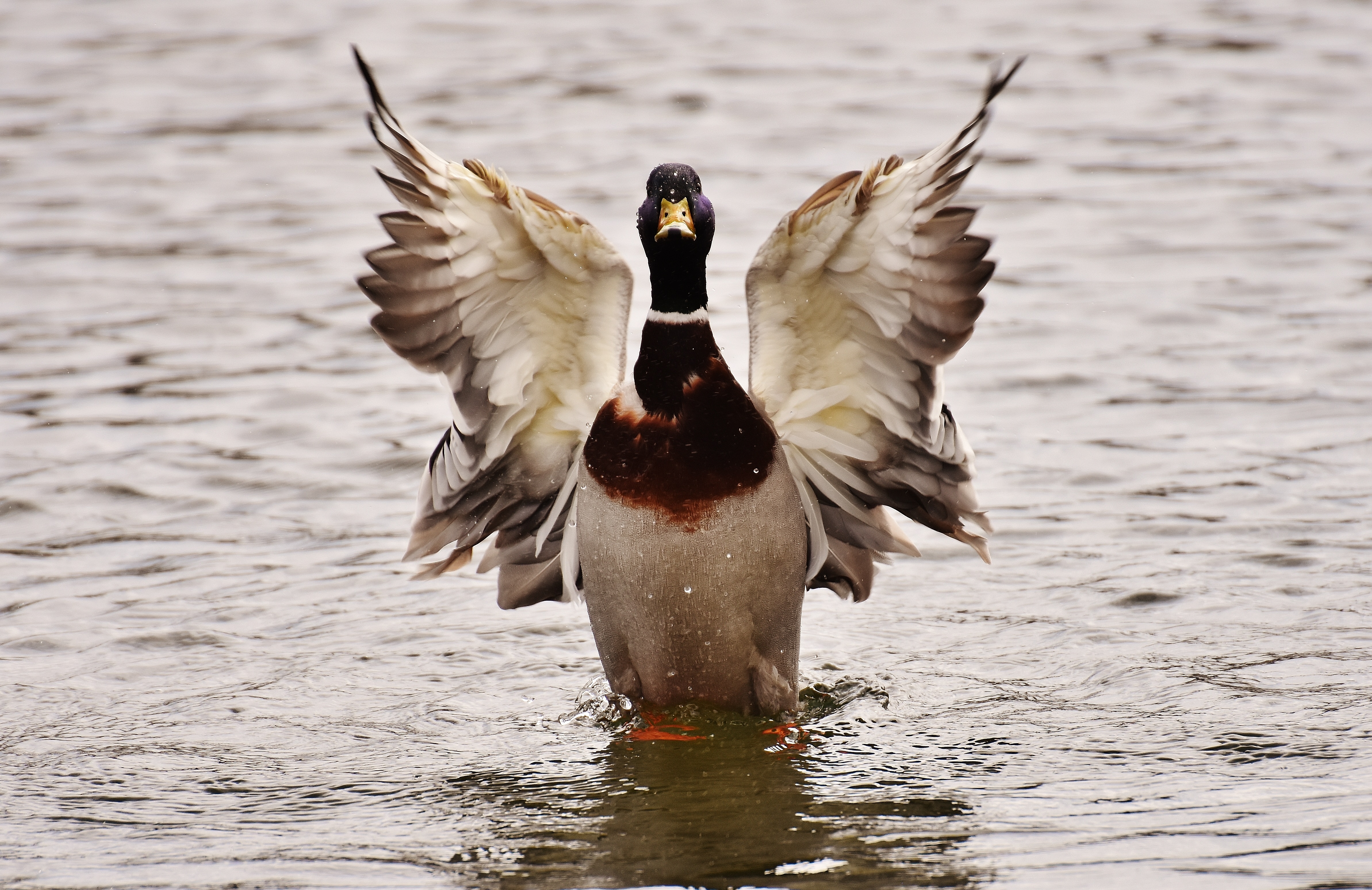 Free download wallpaper Birds, Water, Bird, Animal, Duck on your PC desktop