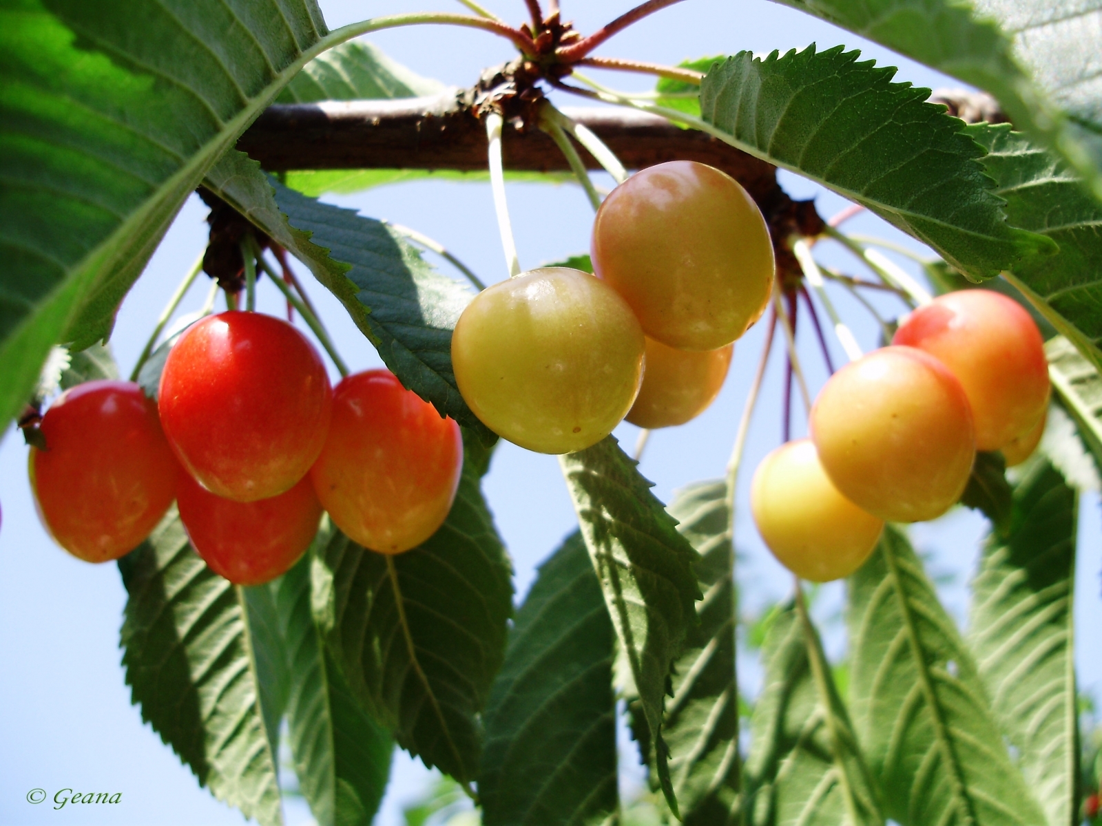 plants, fruits, sweet cherry phone wallpaper