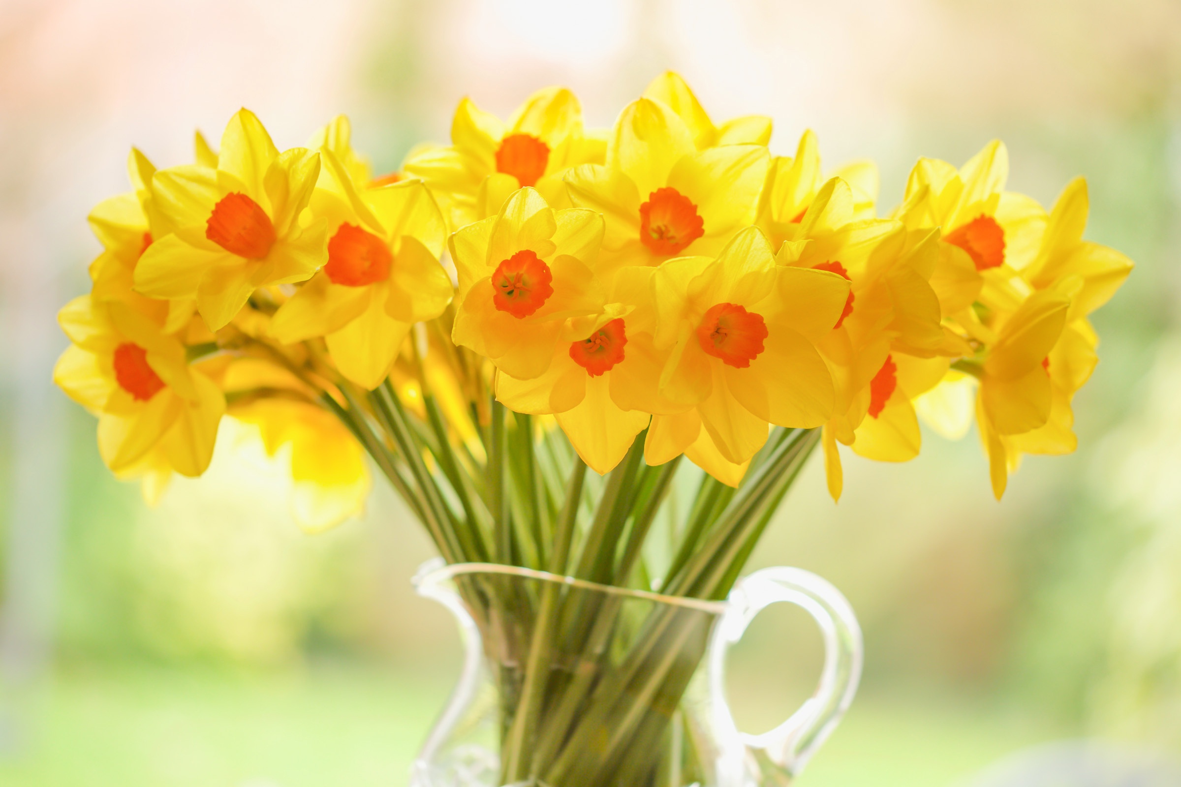 Laden Sie das Narzissen, Blume, Gelbe Blume, Menschengemacht-Bild kostenlos auf Ihren PC-Desktop herunter