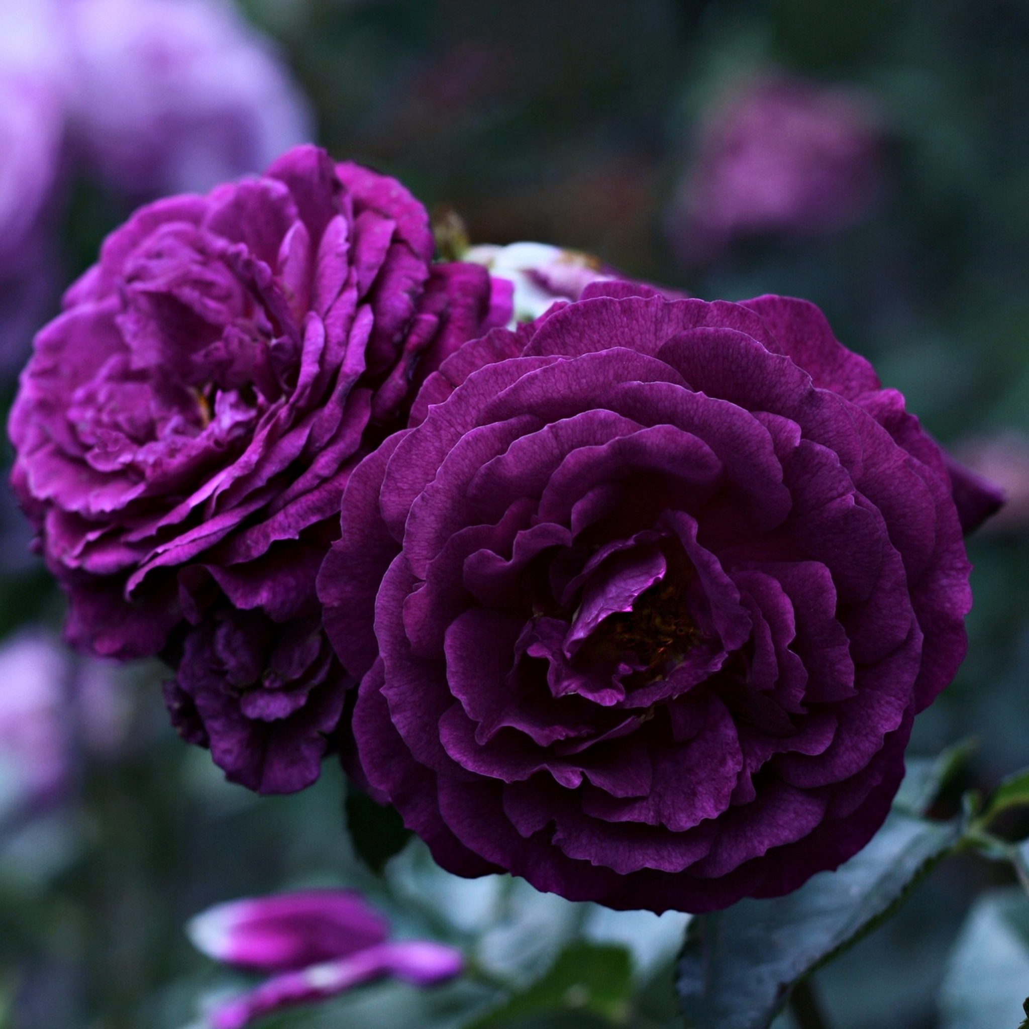 Téléchargez gratuitement l'image Fleurs, Rose, Fleur, Fleur Mauve, Terre/nature sur le bureau de votre PC