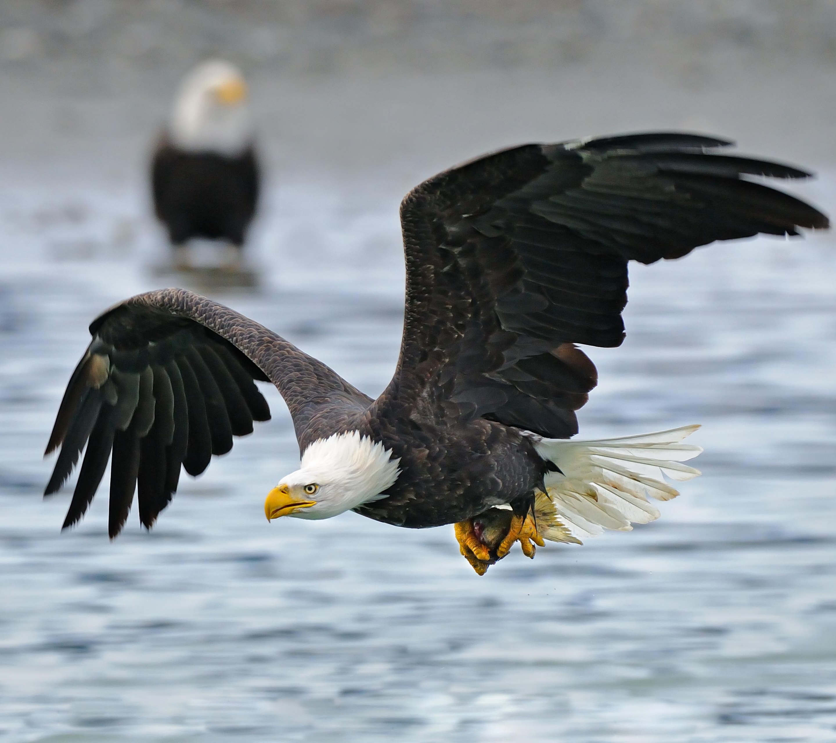 Baixe gratuitamente a imagem Águia, Aves, Animais na área de trabalho do seu PC